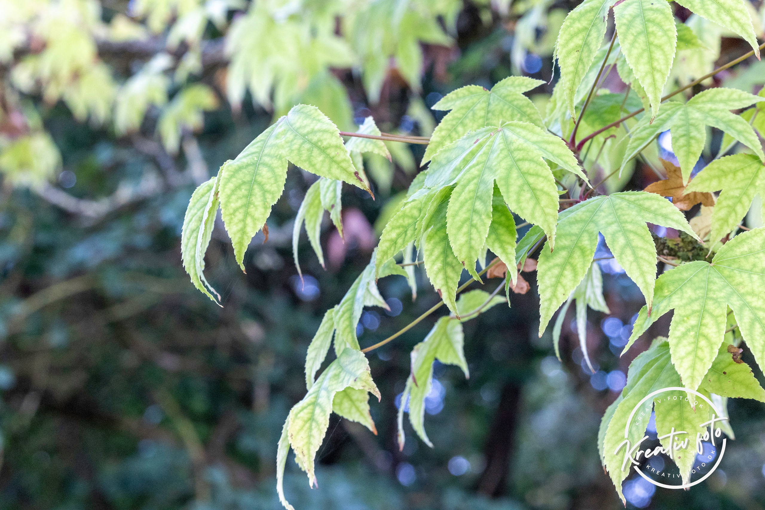 Efterår. Fotograf Aarhus | Portrætfoto Århus | Flotte billeder