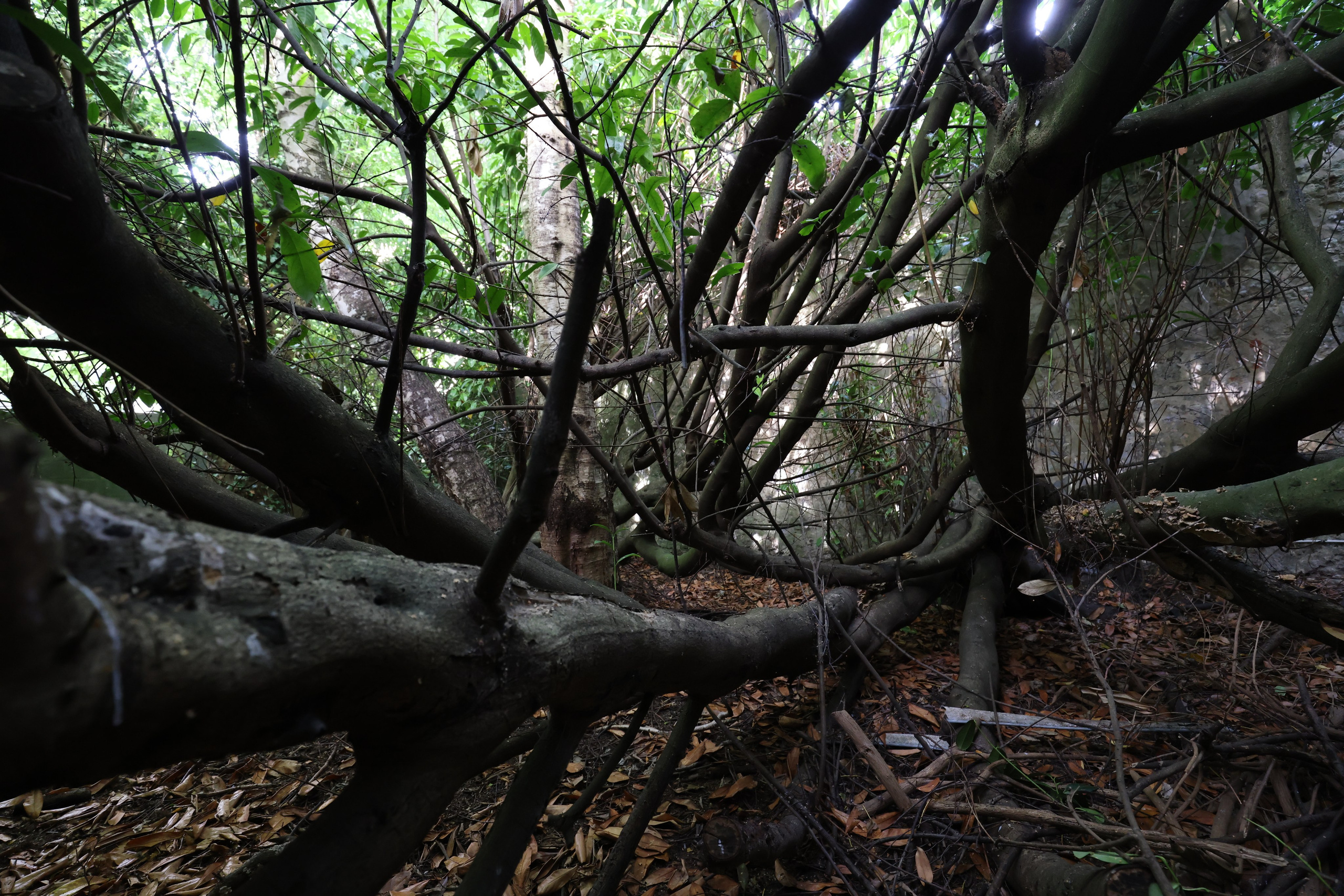 MAISON AU BOIS DORMANT. Natalia Bogdanovska. Films et photographie corporate en France