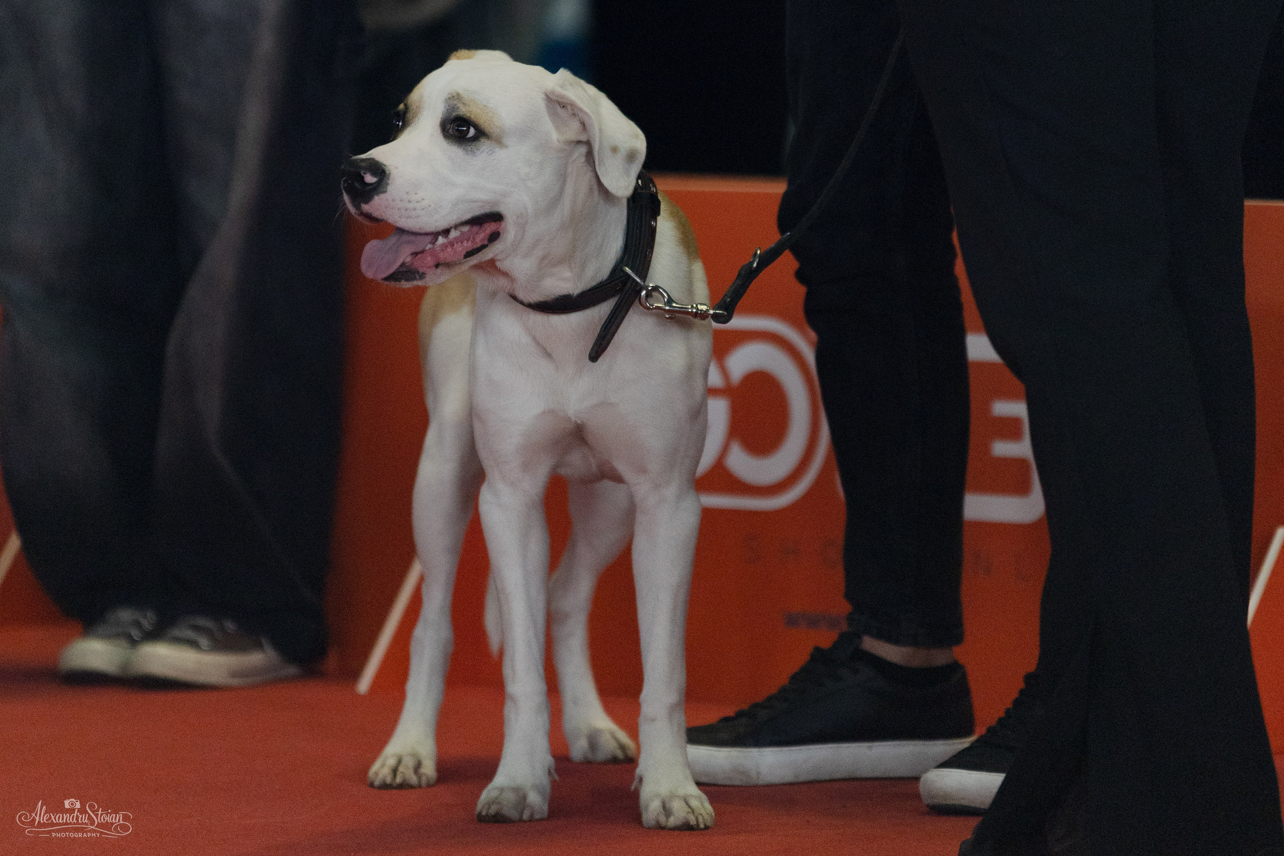 Pet EXPO. Http://www.alexphoto.ro