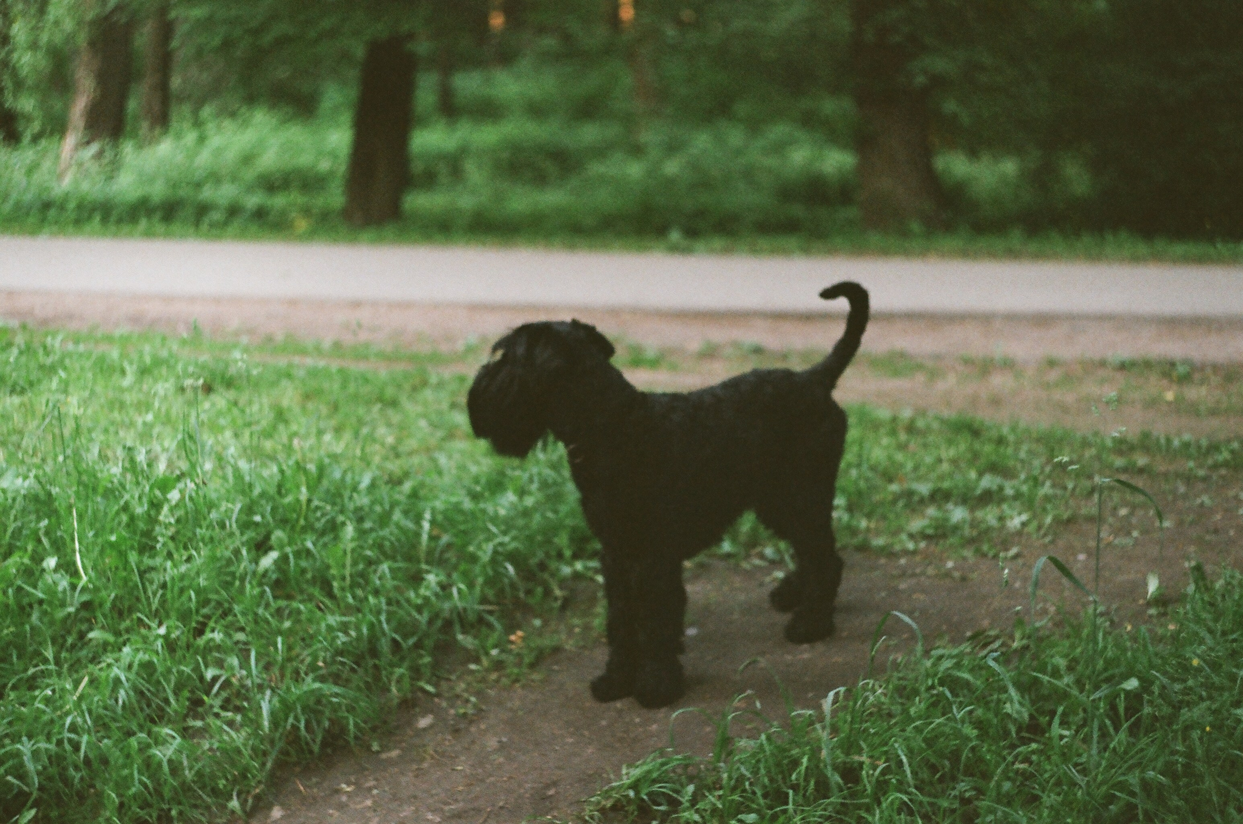 Animals. Elena Zykova film photographer in London