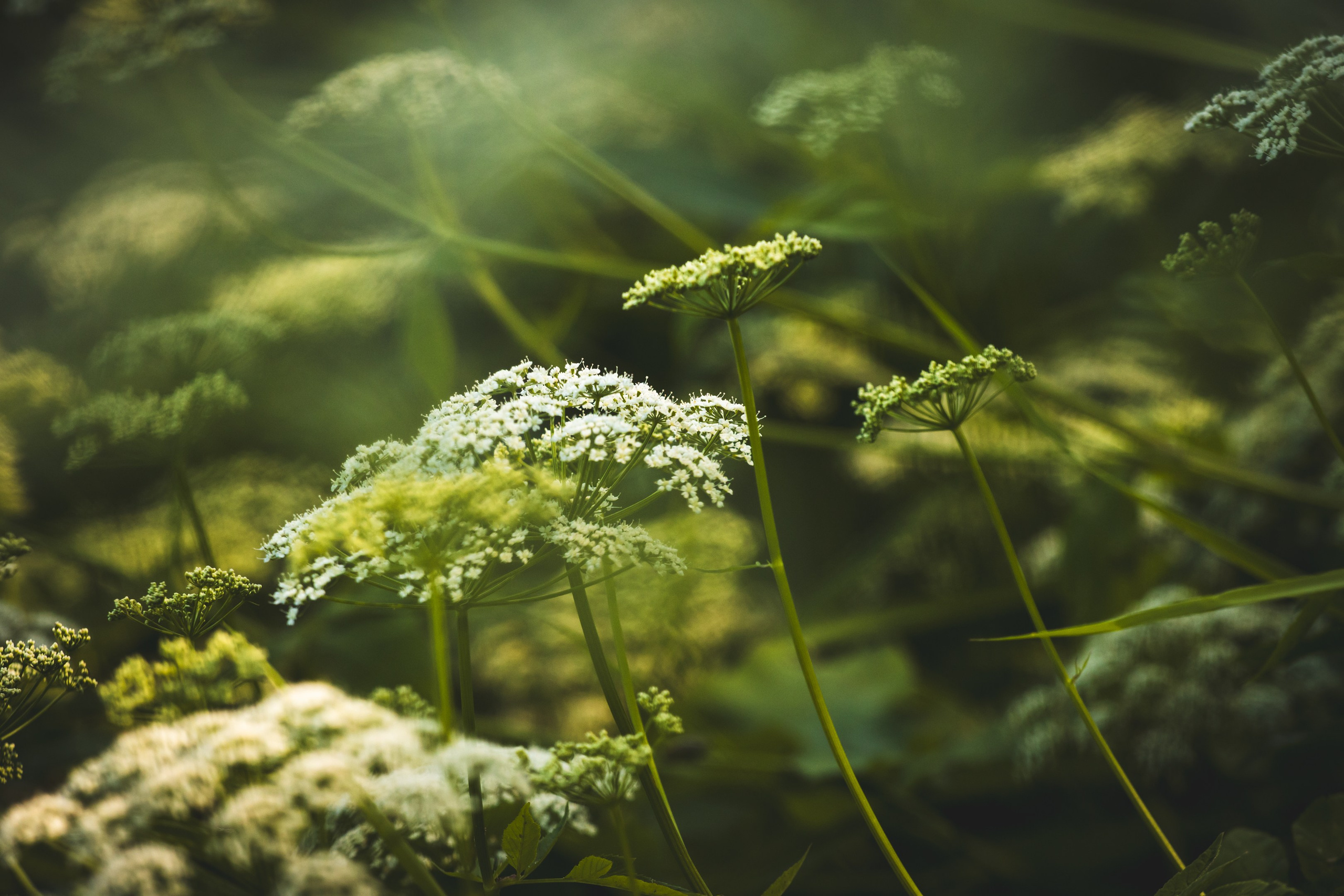 Jalgrattasõit ümbruskonnas. Nebula 25 — Fotod teie hingele