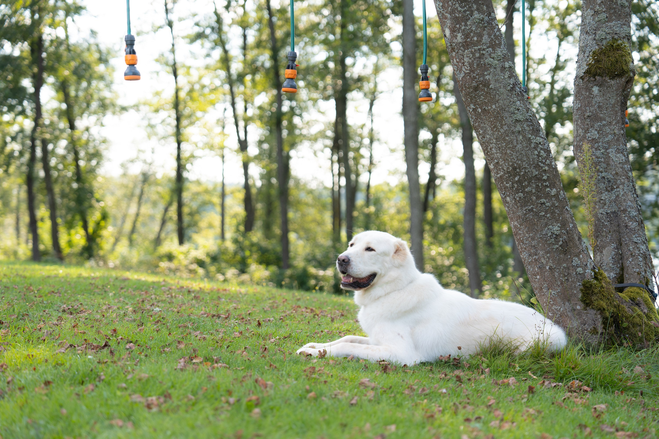 Heppi Dogo fest 2025. Vita Klimaševska ○ Fluffy Soulmate Photography