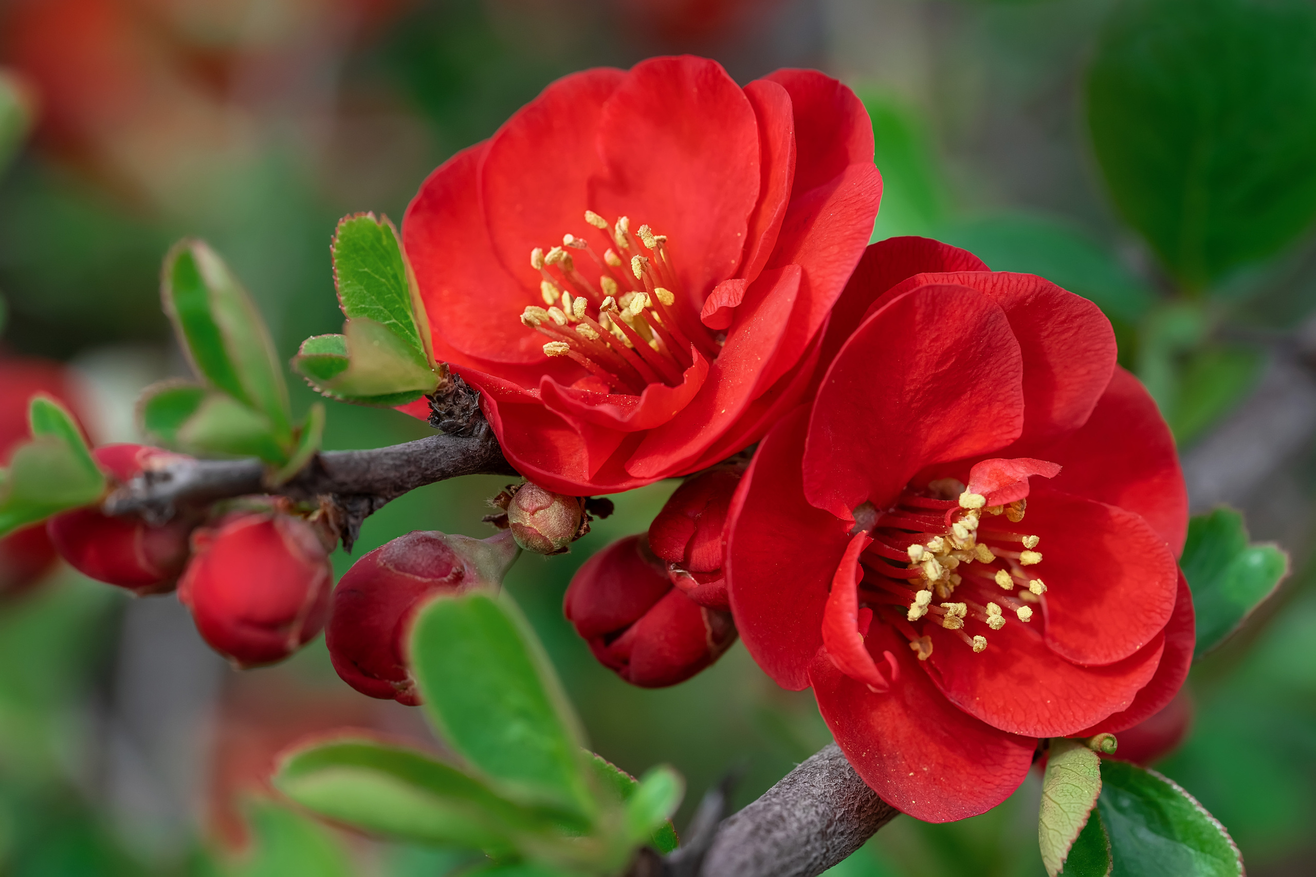 Makro. Kinder- und Familienfotograf in  Sachsen-Anhalt Svetlana Glassl