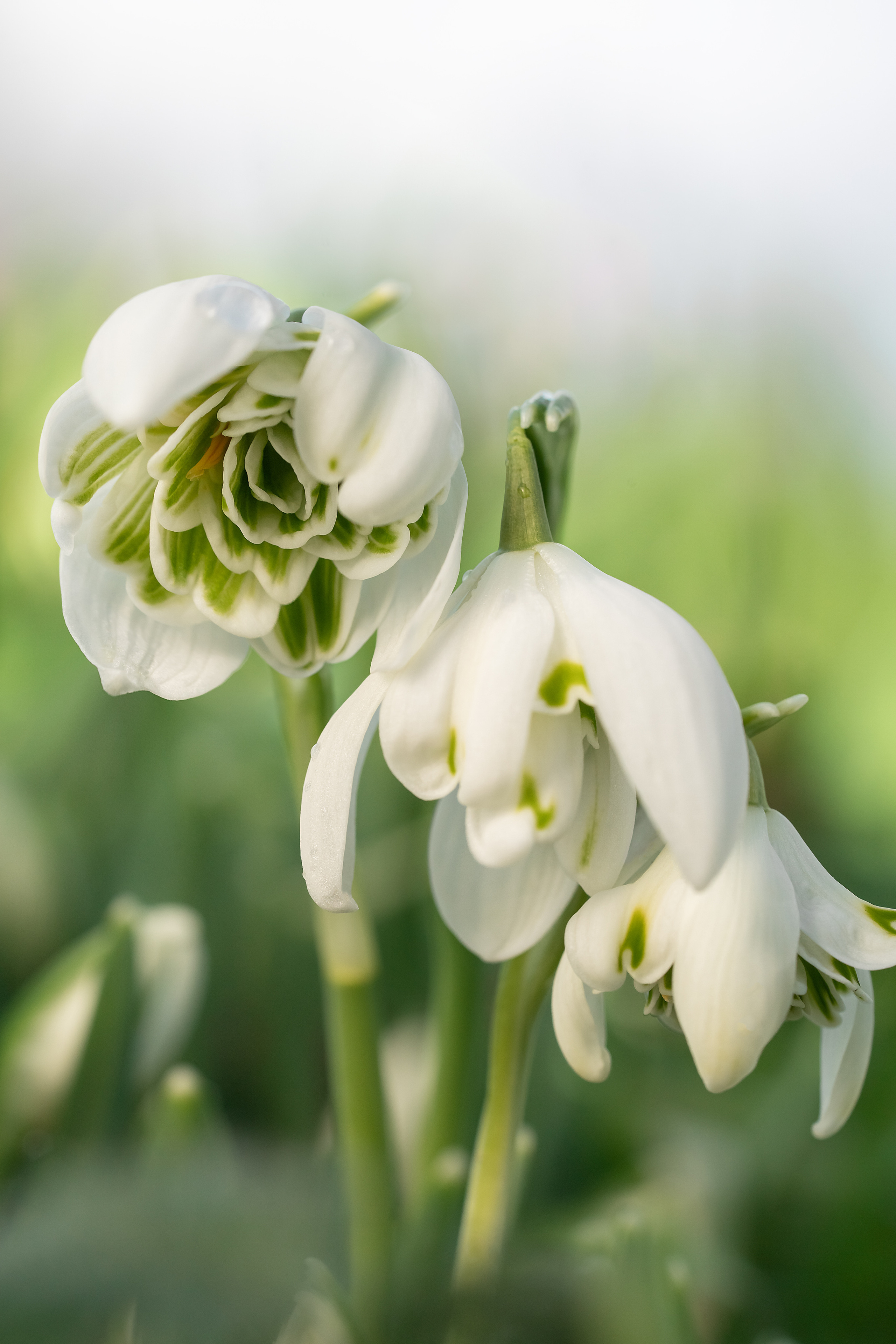 Makro. Kinder- und Familienfotograf in  Sachsen-Anhalt Svetlana Glassl