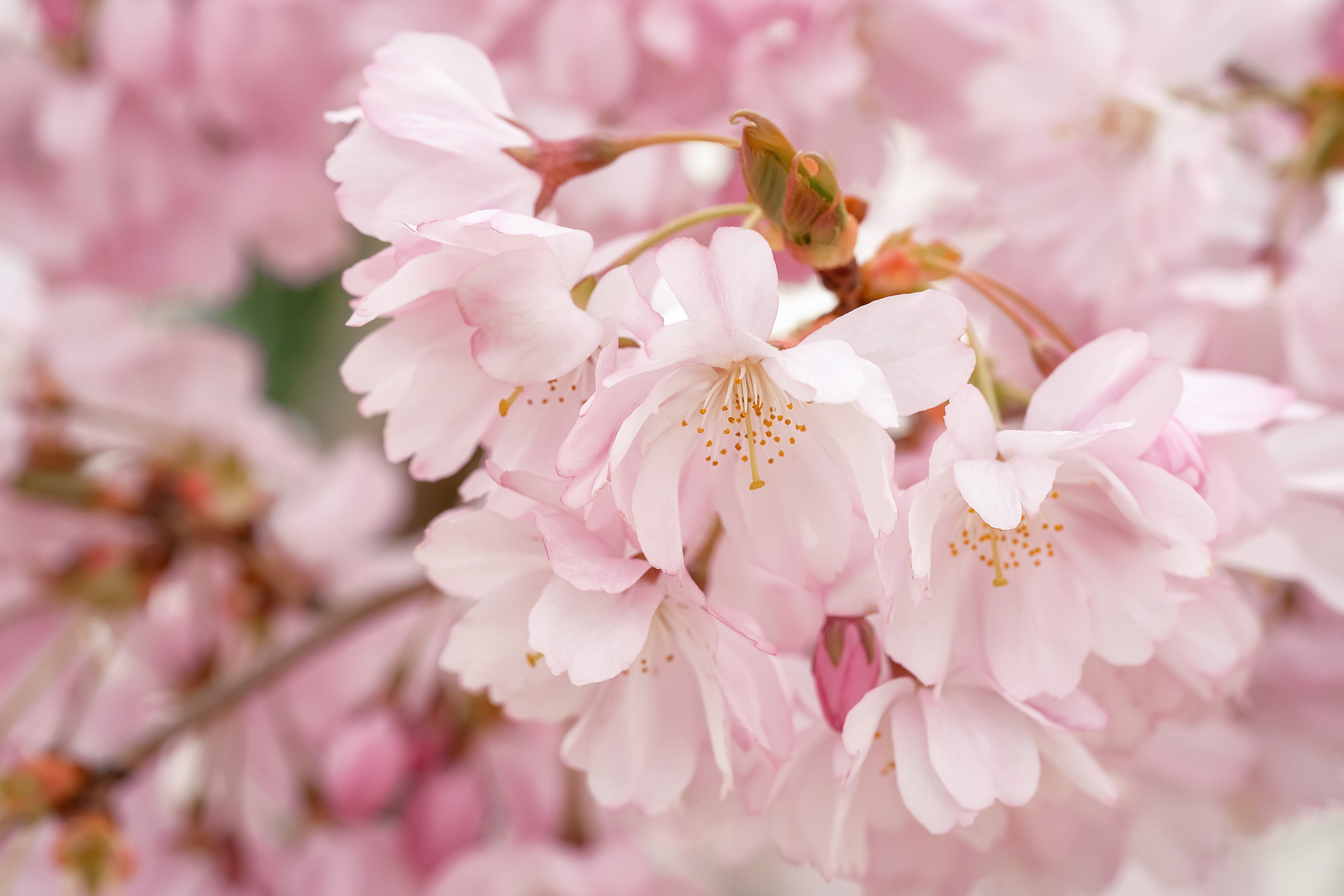 Makro. Kinder- und Familienfotograf in  Sachsen-Anhalt Svetlana Glassl