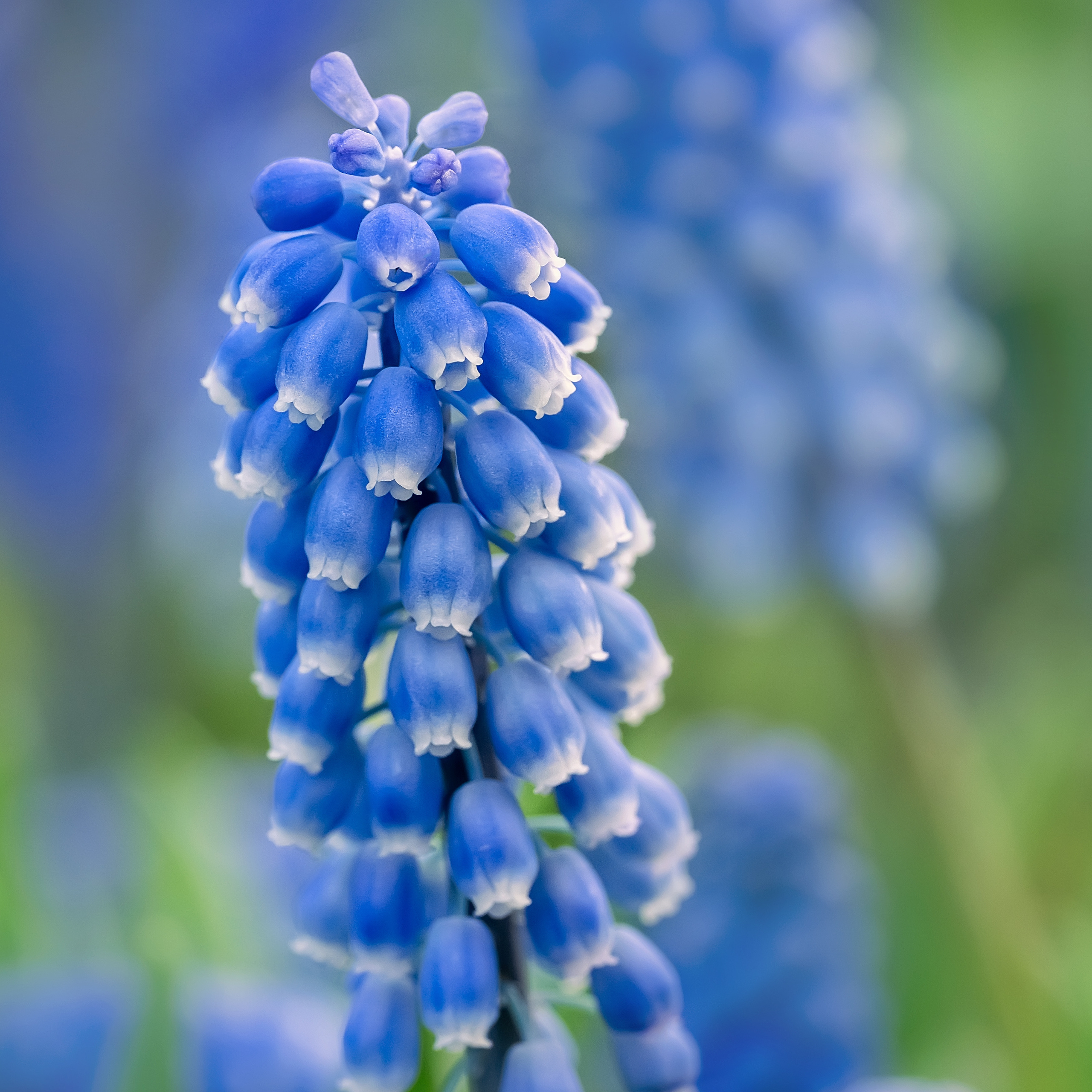 Makro. Kinder- und Familienfotograf in  Sachsen-Anhalt Svetlana Glassl