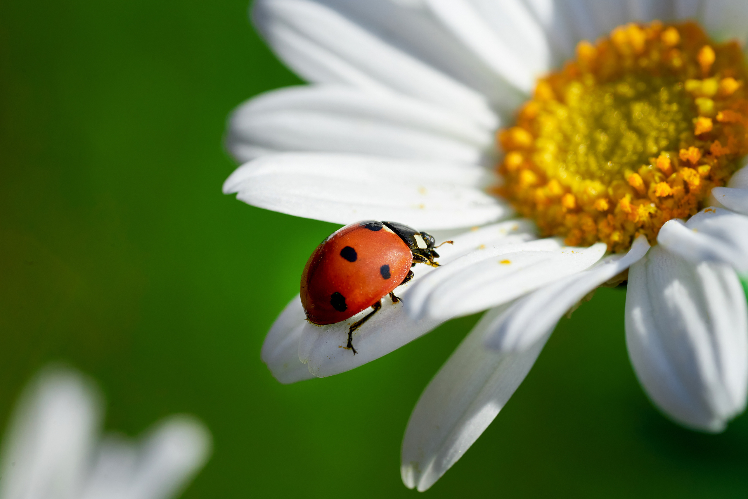 Makro. Kinder- und Familienfotograf in  Sachsen-Anhalt Svetlana Glassl