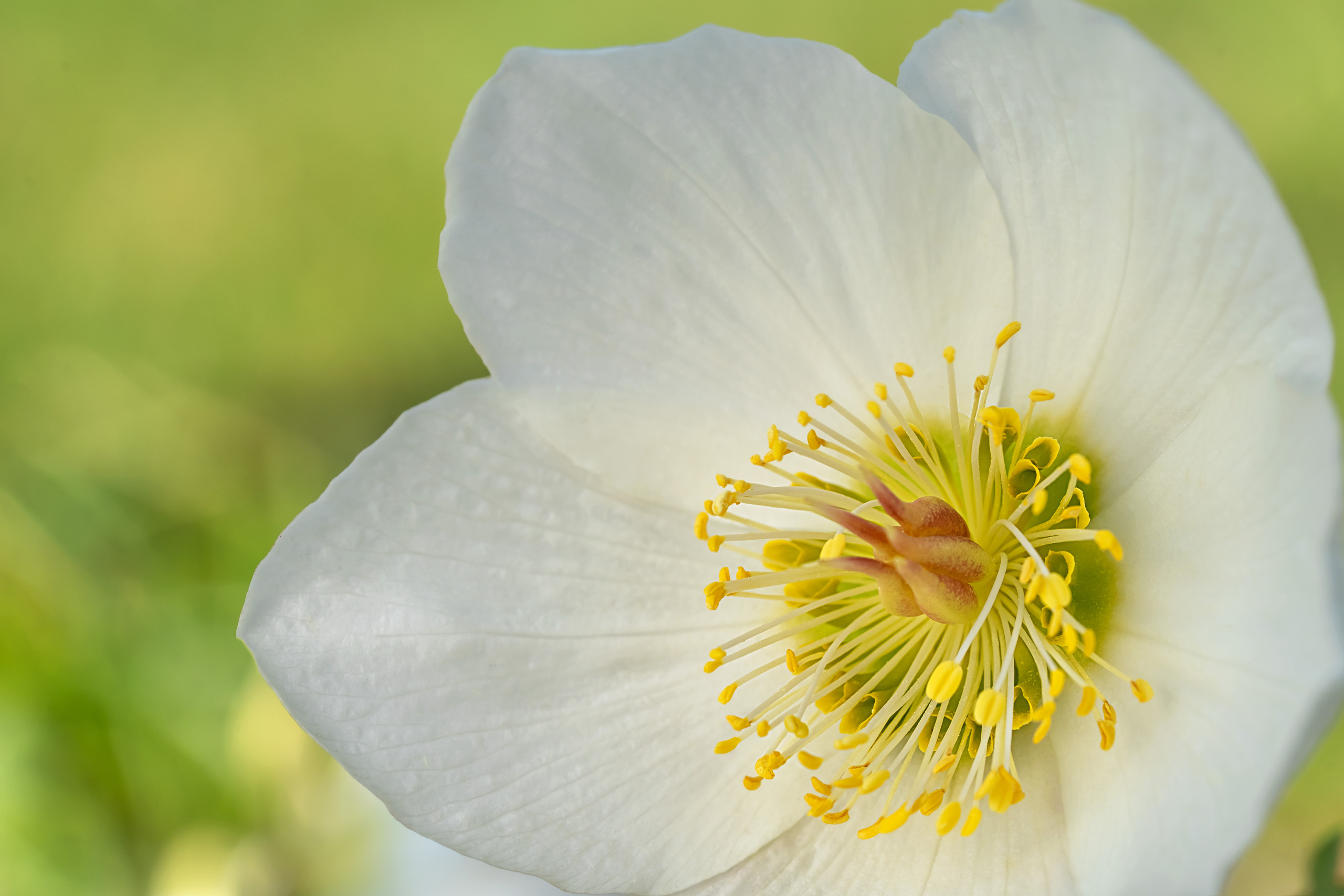 Makro. Kinder- und Familienfotograf in  Sachsen-Anhalt Svetlana Glassl