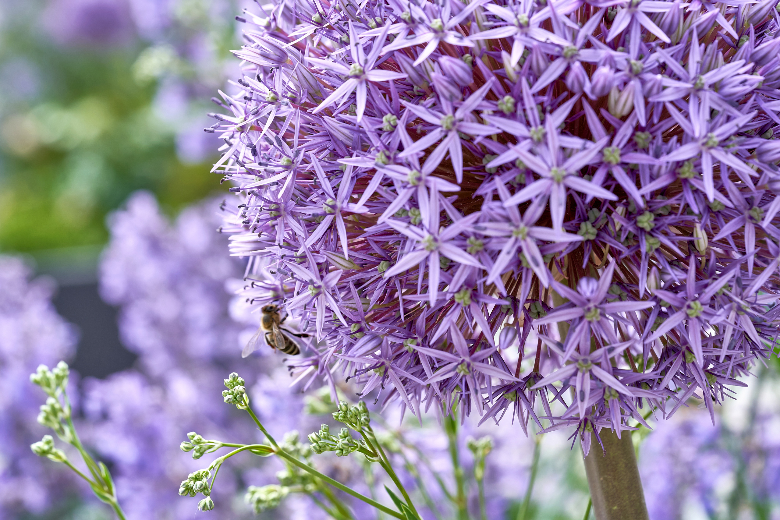 Makro. Kinder- und Familienfotograf in  Sachsen-Anhalt Svetlana Glassl