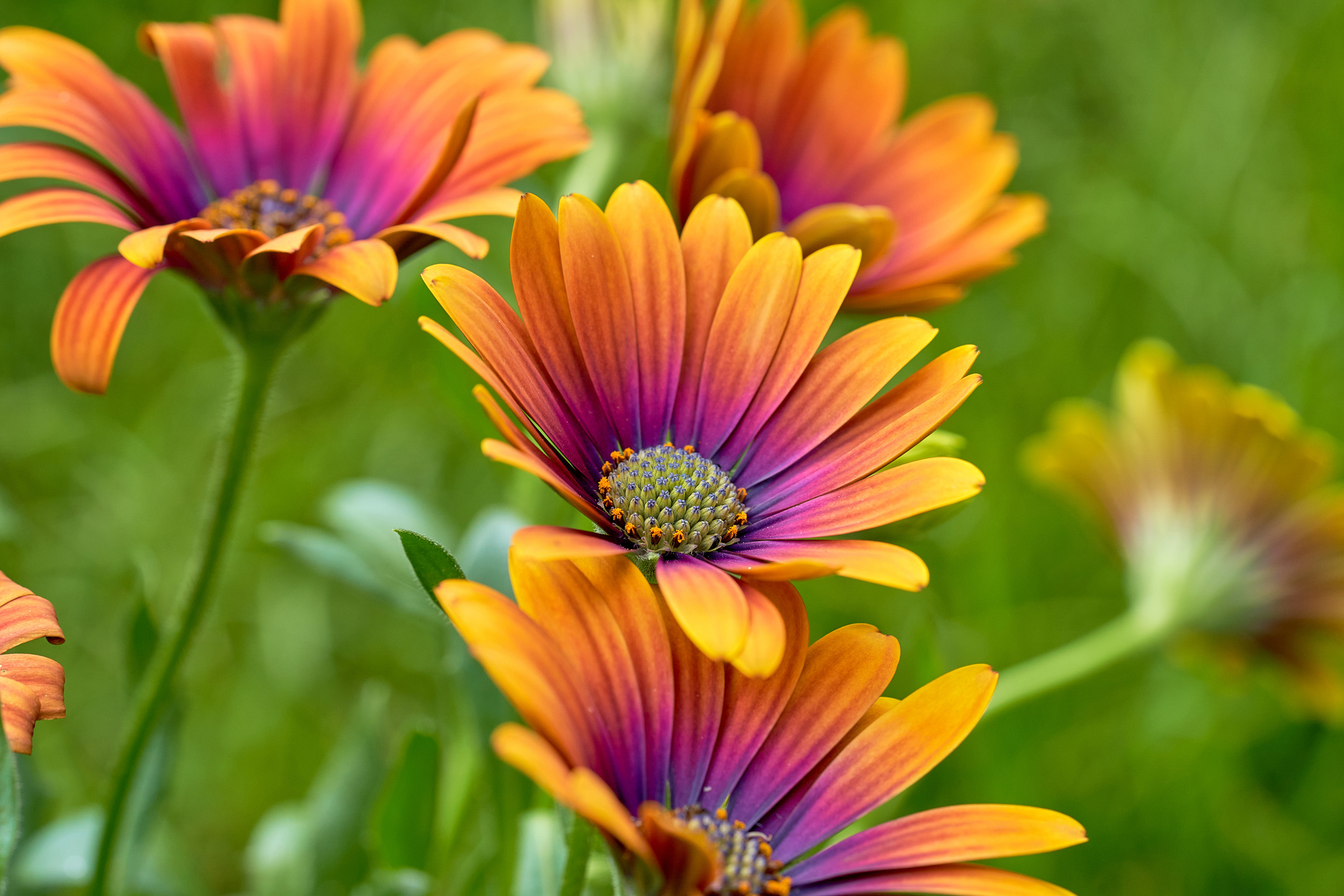 Makro. Kinder- und Familienfotograf in  Sachsen-Anhalt Svetlana Glassl