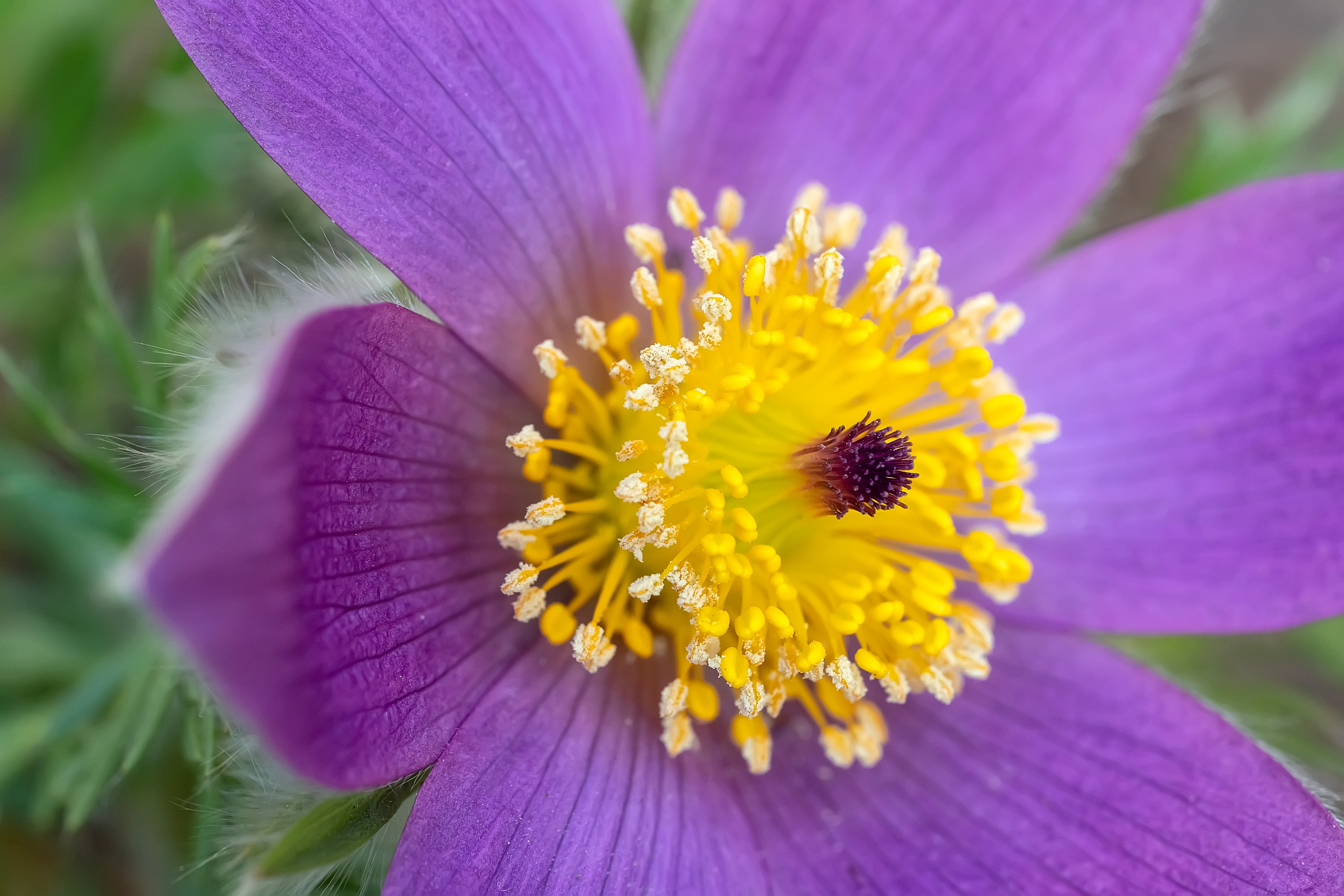 Makro. Kinder- und Familienfotograf in  Sachsen-Anhalt Svetlana Glassl