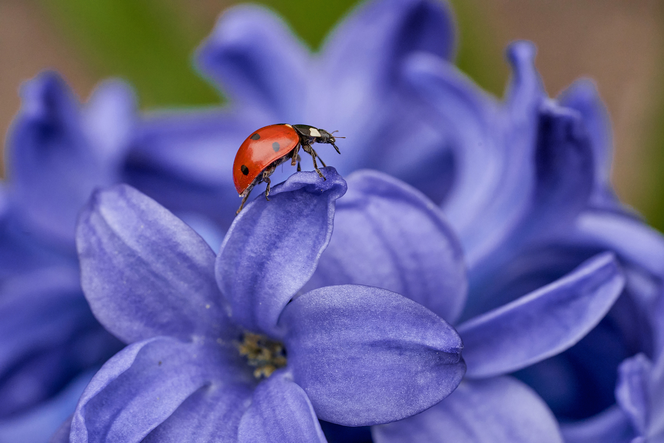 Makro. Kinder- und Familienfotograf in  Sachsen-Anhalt Svetlana Glassl
