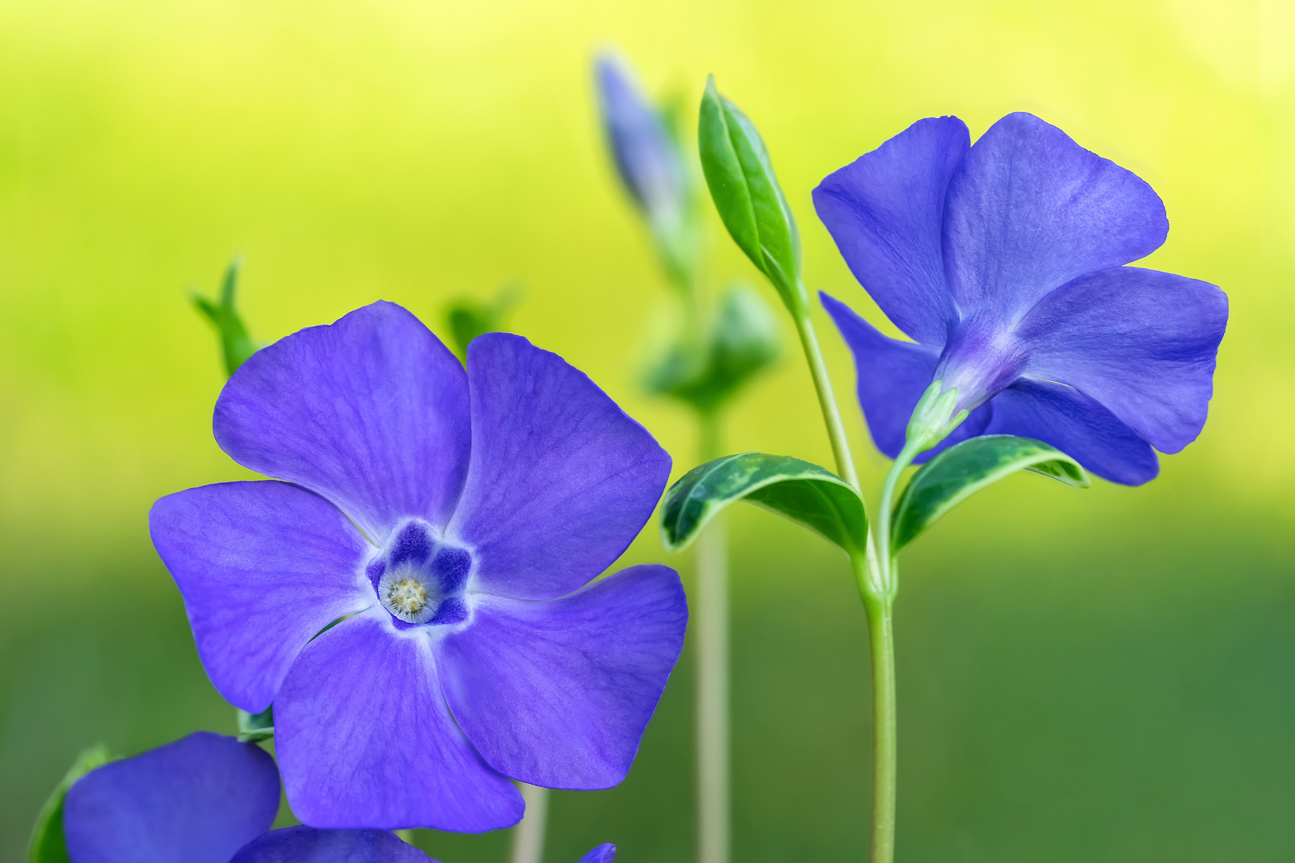 Makro. Kinder- und Familienfotograf in  Sachsen-Anhalt Svetlana Glassl