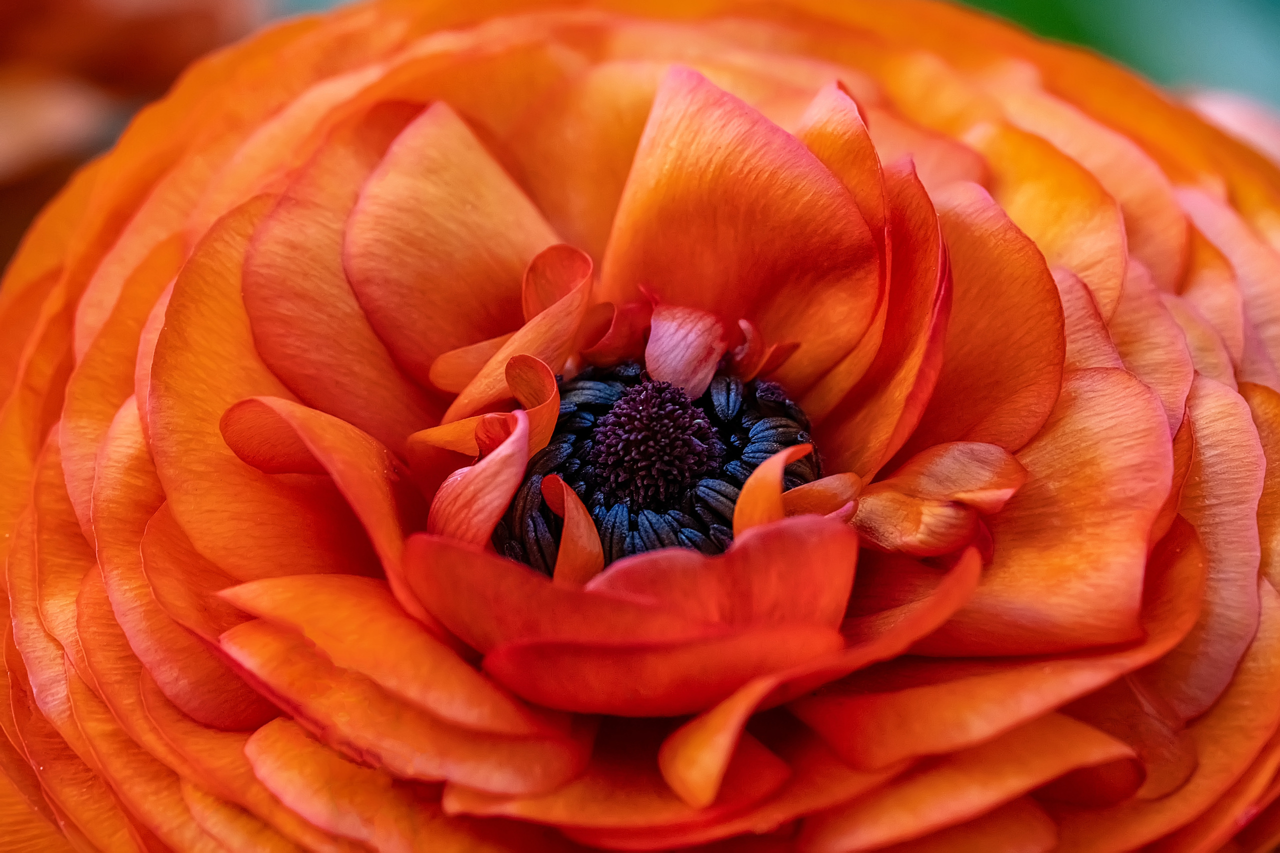 Makro. Kinder- und Familienfotograf in  Sachsen-Anhalt Svetlana Glassl