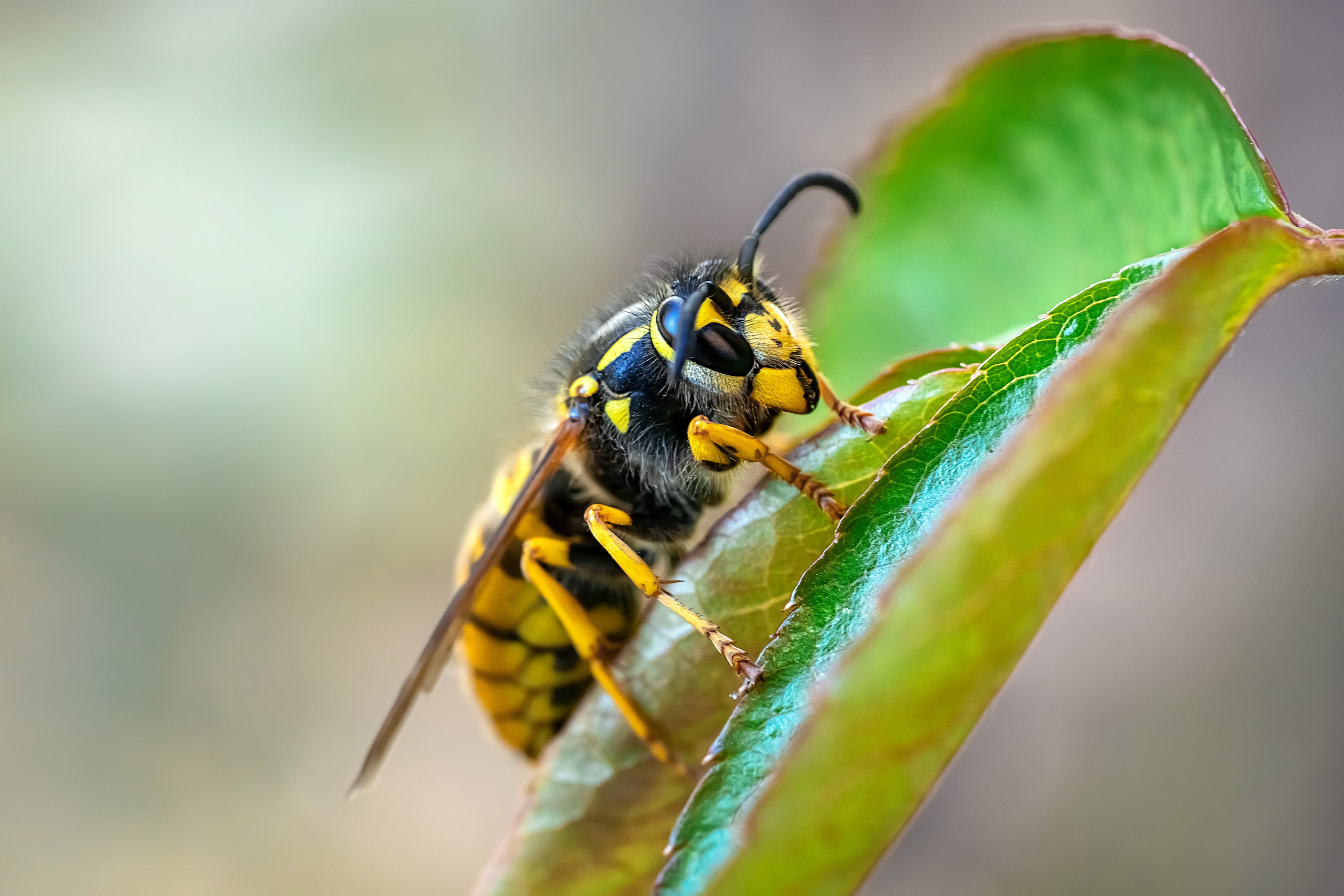 Makro. Kinder- und Familienfotograf in  Sachsen-Anhalt Svetlana Glassl