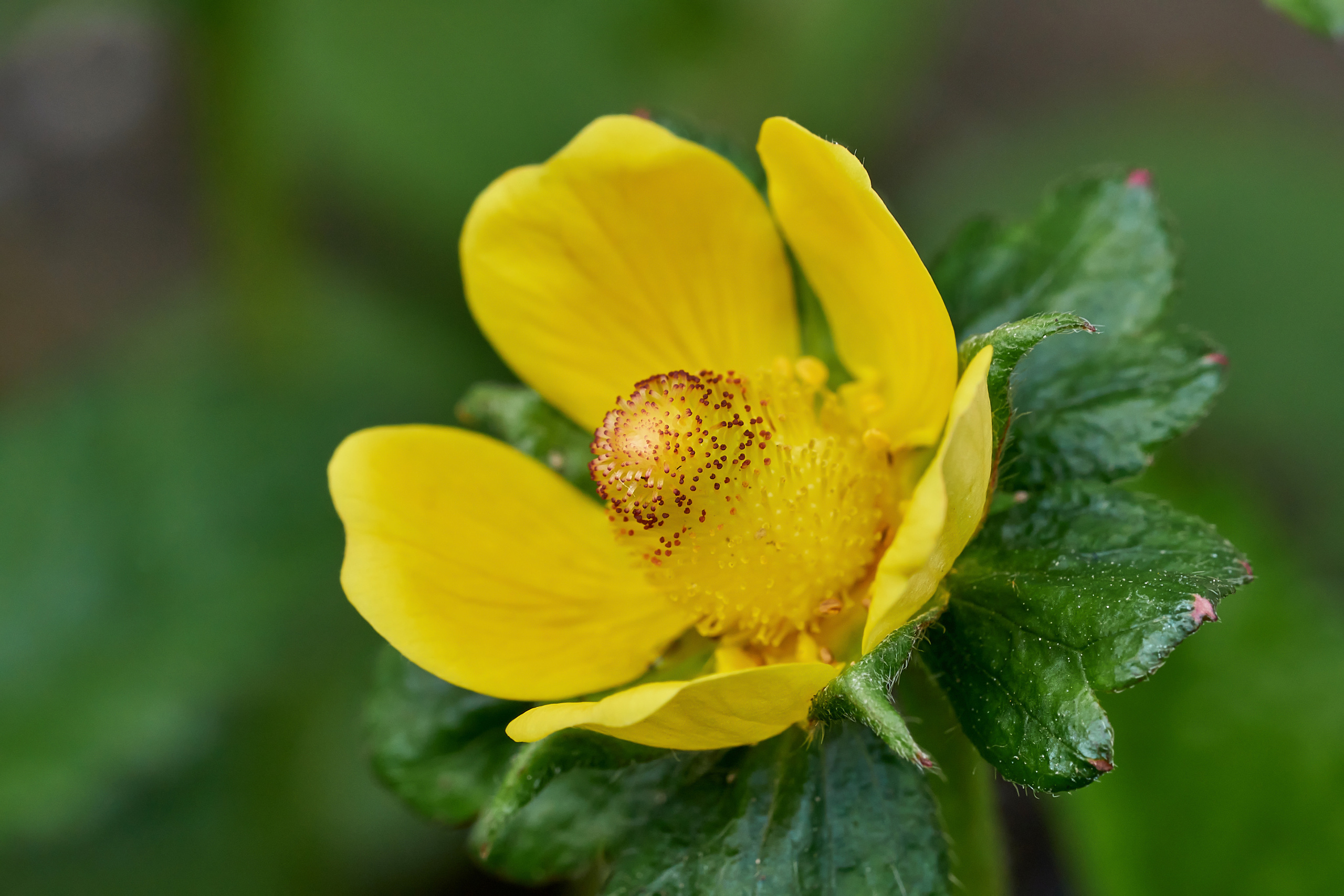 Makro. Kinder- und Familienfotograf in  Sachsen-Anhalt Svetlana Glassl
