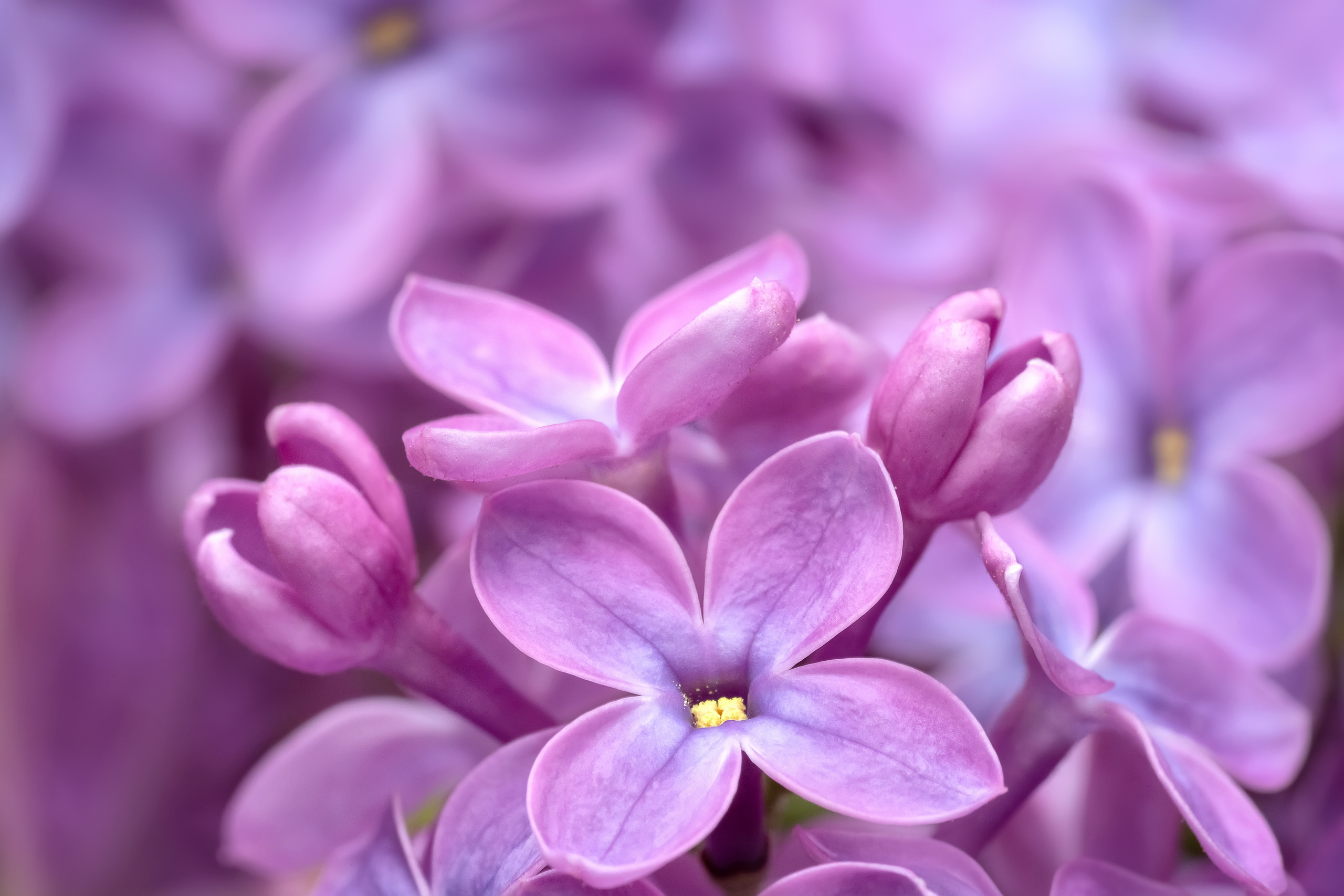 Makro. Kinder- und Familienfotograf in  Sachsen-Anhalt Svetlana Glassl