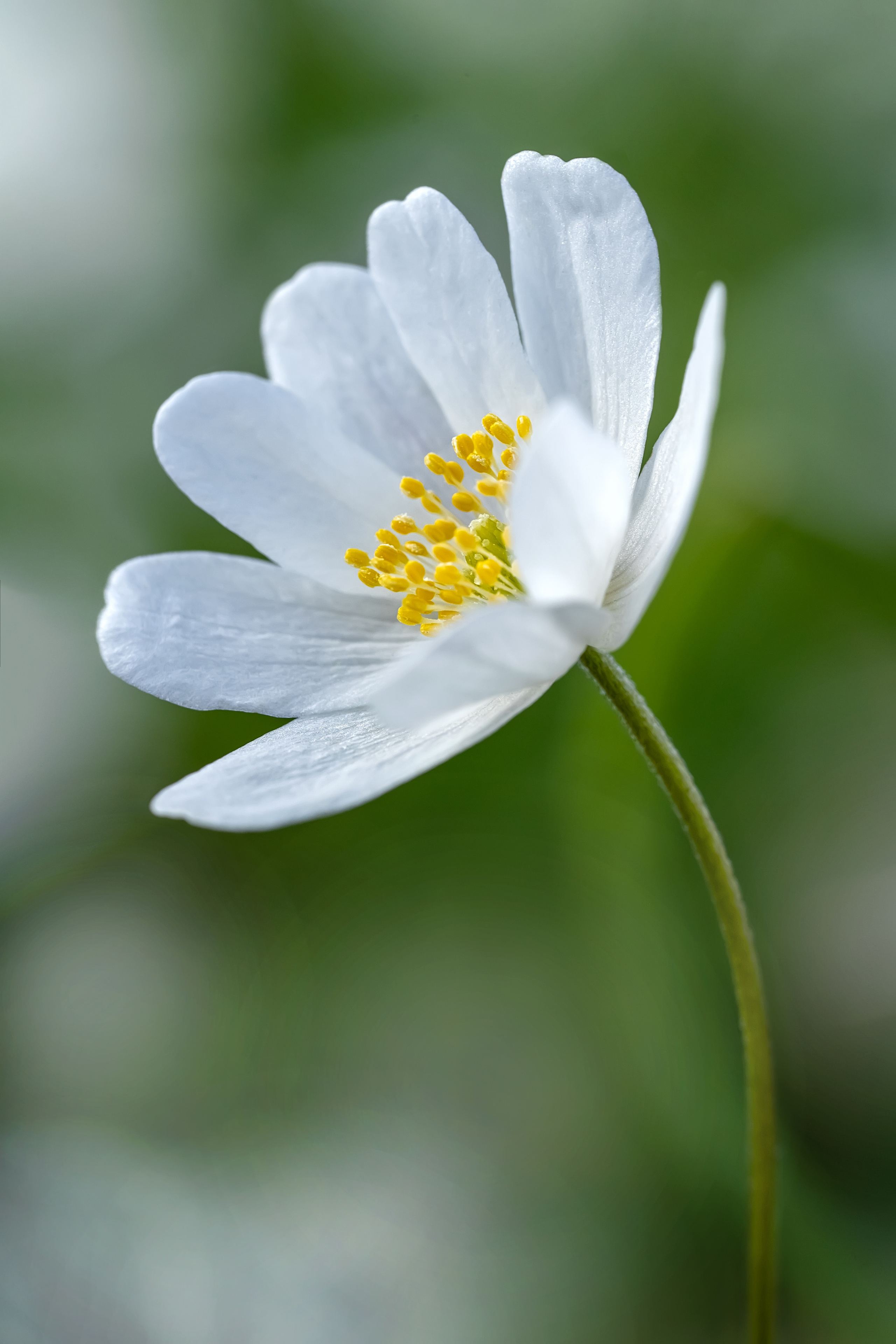 Makro. Kinder- und Familienfotograf in  Sachsen-Anhalt Svetlana Glassl