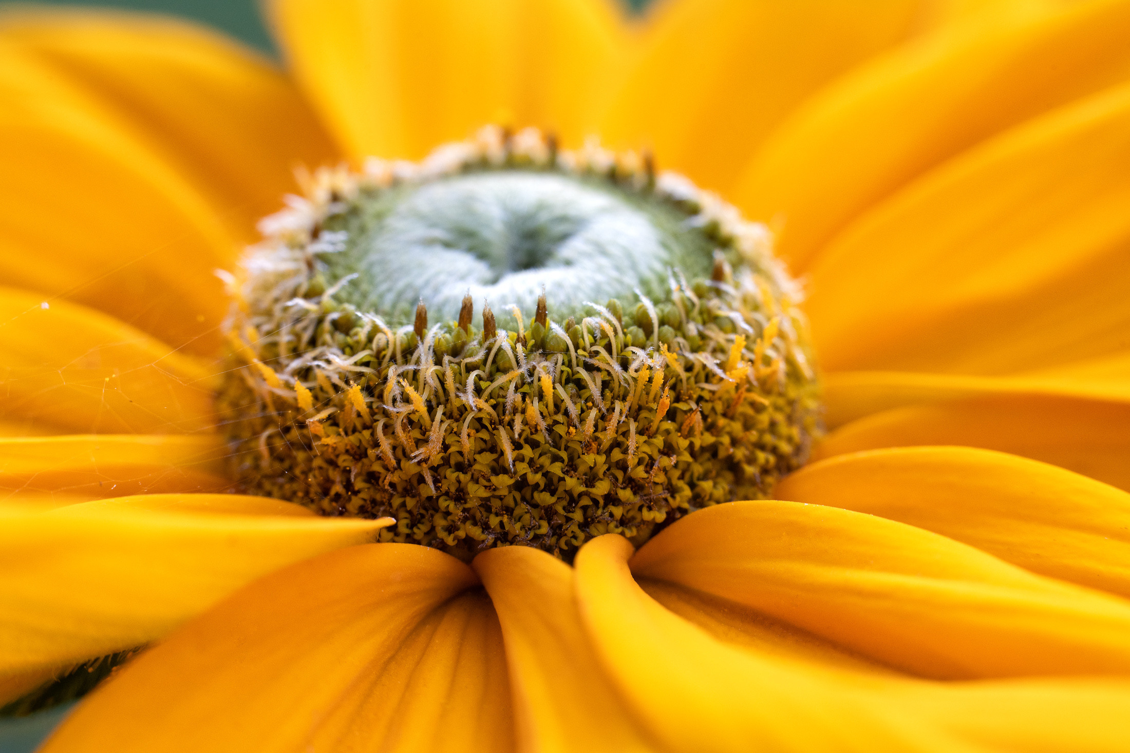 Makro. Kinder- und Familienfotograf in  Sachsen-Anhalt Svetlana Glassl