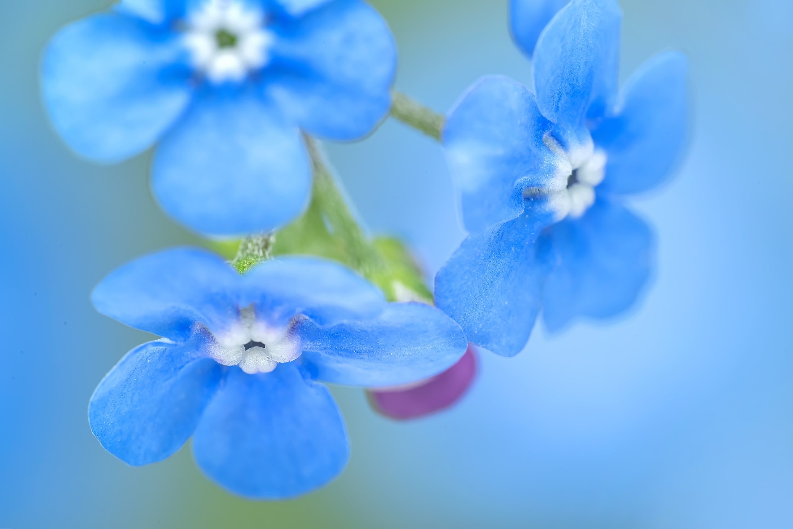 Makro. Kinder- und Familienfotograf in  Sachsen-Anhalt Svetlana Glassl