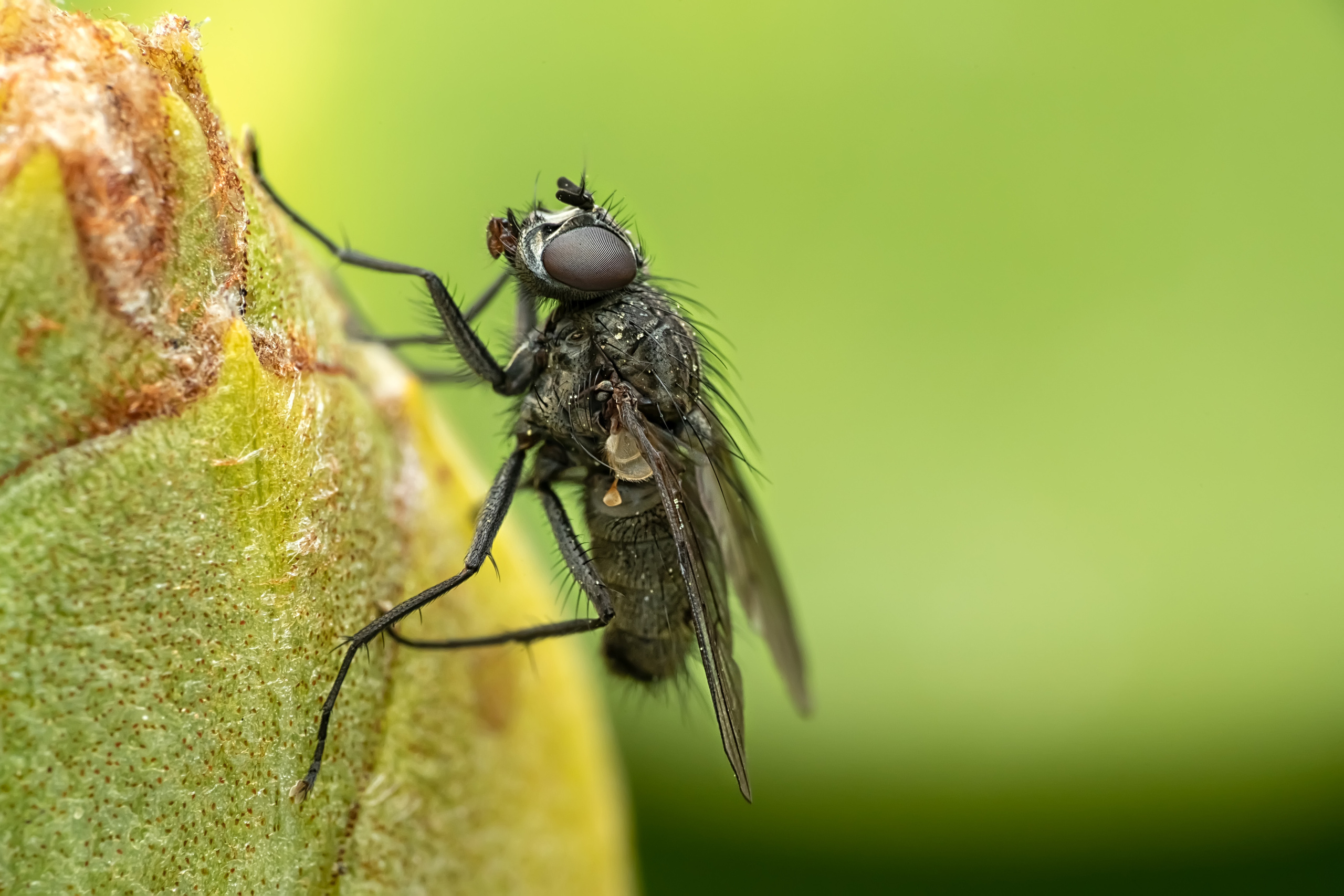 Makro. Kinder- und Familienfotograf in  Sachsen-Anhalt Svetlana Glassl