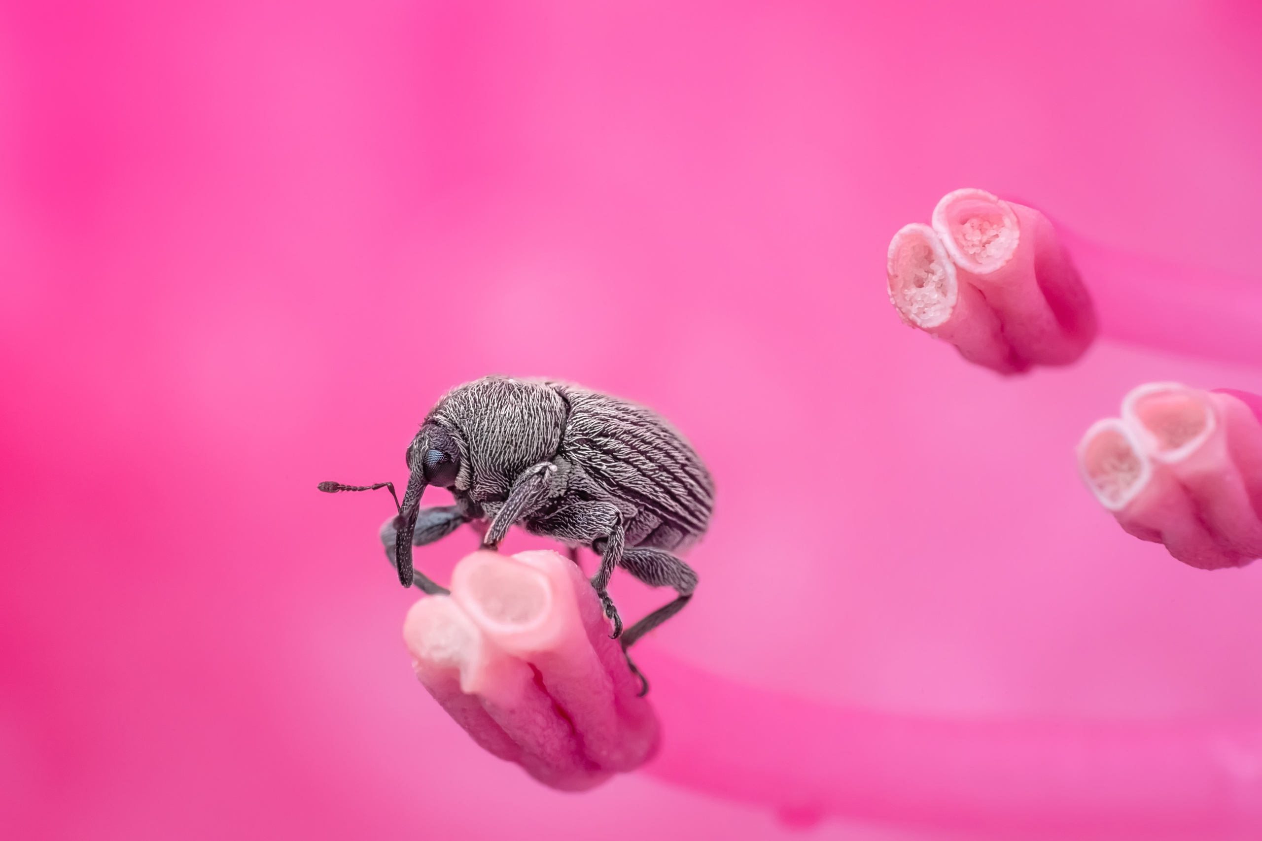 Makro. Kinder- und Familienfotograf in  Sachsen-Anhalt Svetlana Glassl