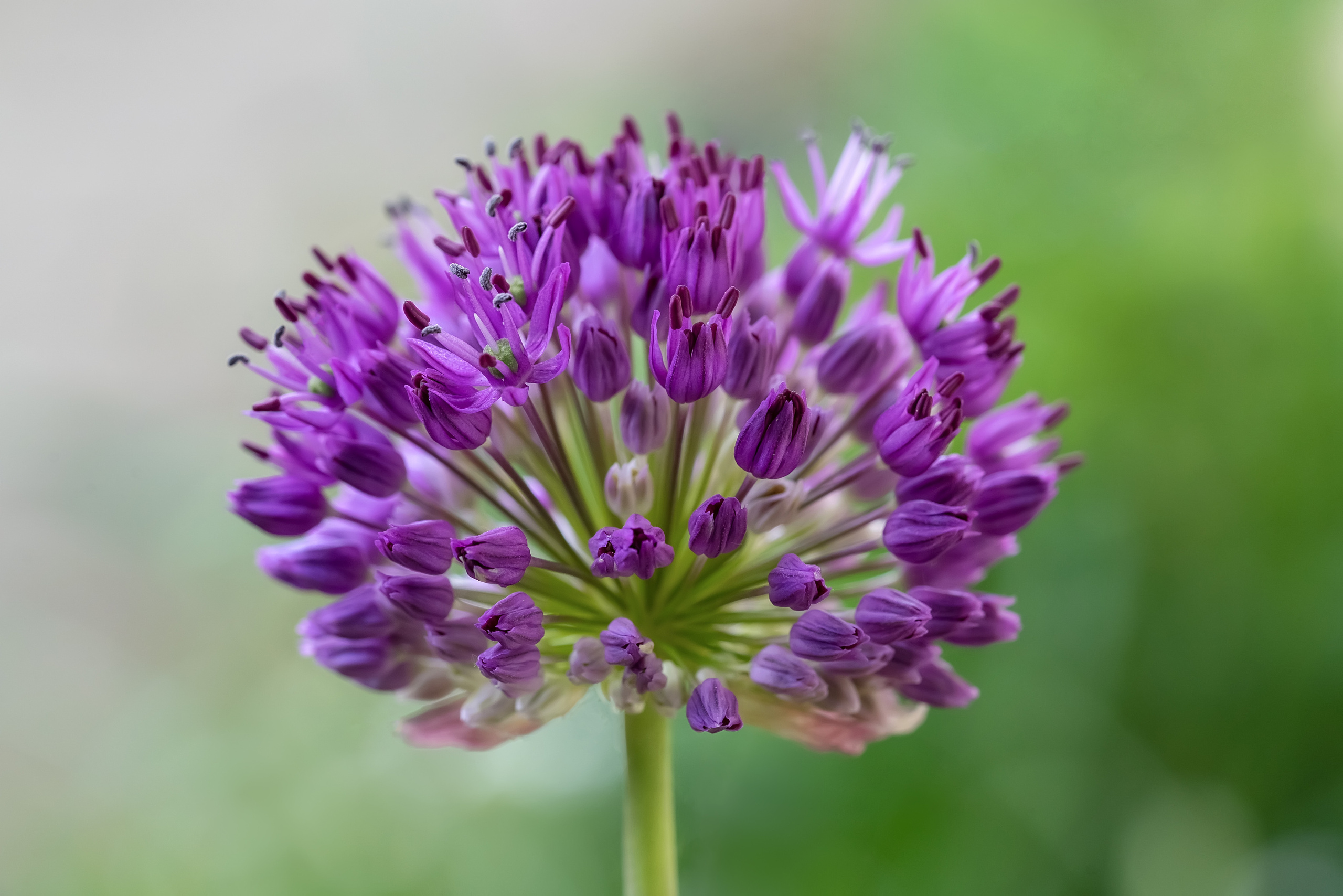 Makro. Kinder- und Familienfotograf in  Sachsen-Anhalt Svetlana Glassl