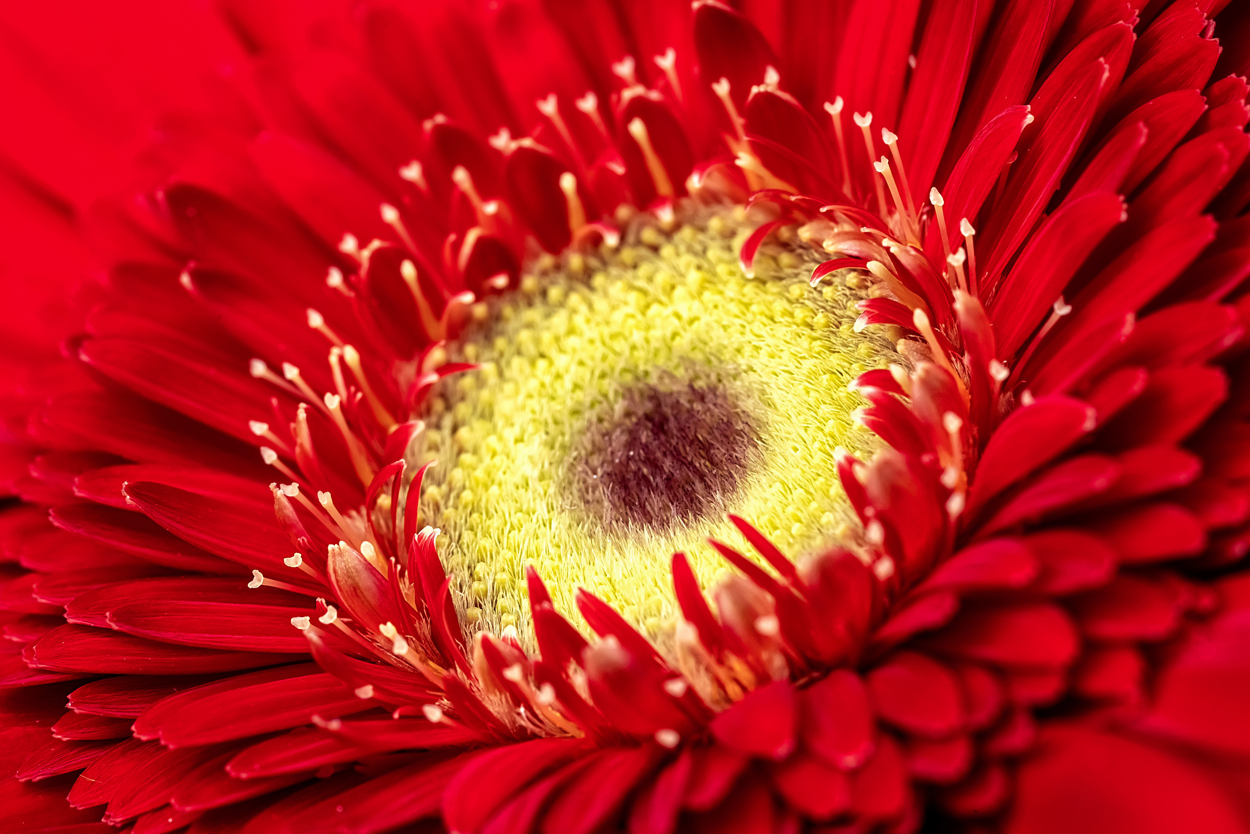 Makro. Kinder- und Familienfotograf in  Sachsen-Anhalt Svetlana Glassl