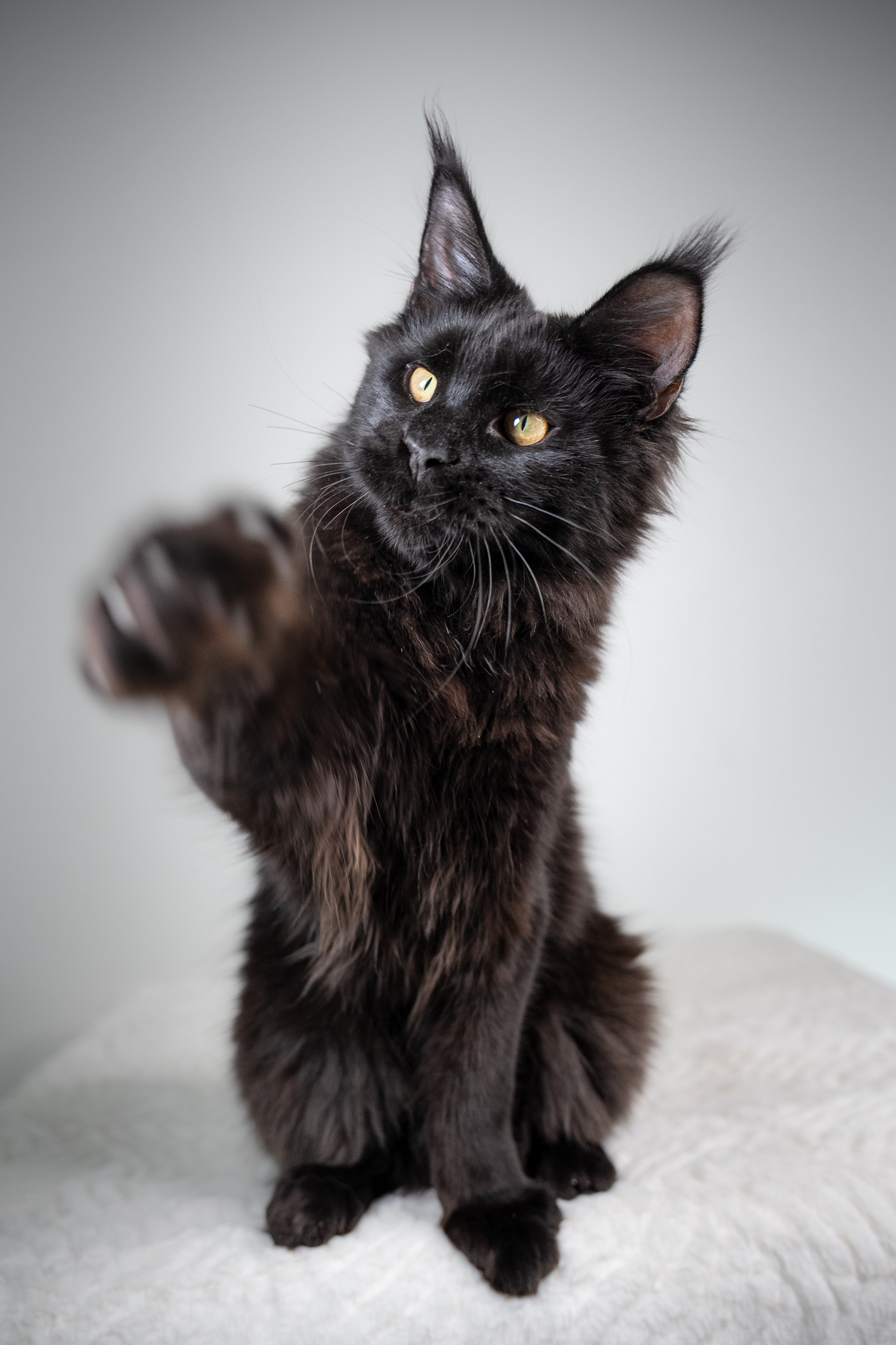 Senator Grand. Senator Cat — Maine Coon cattery