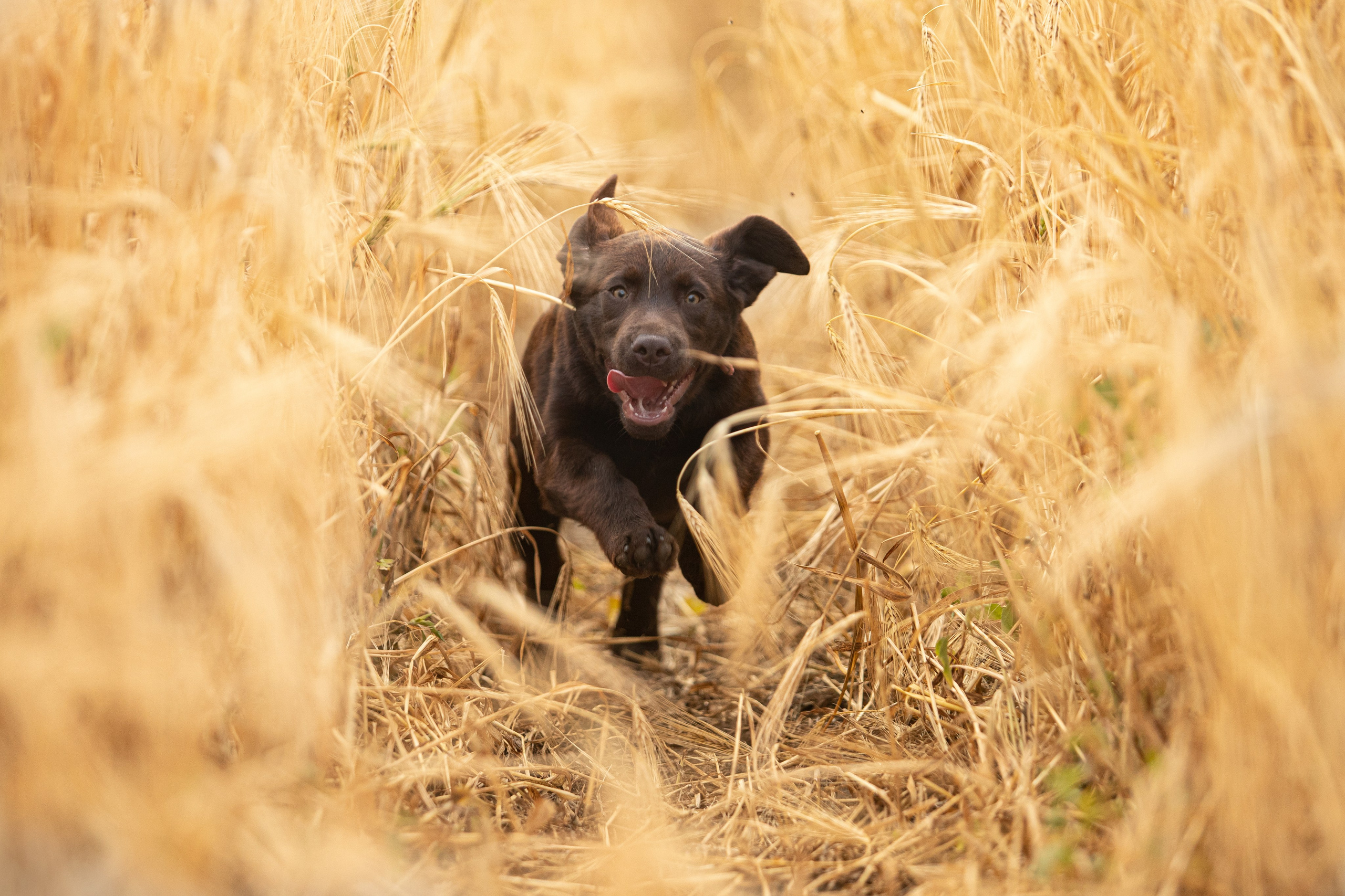 Шоколадний лабрадор ретривер