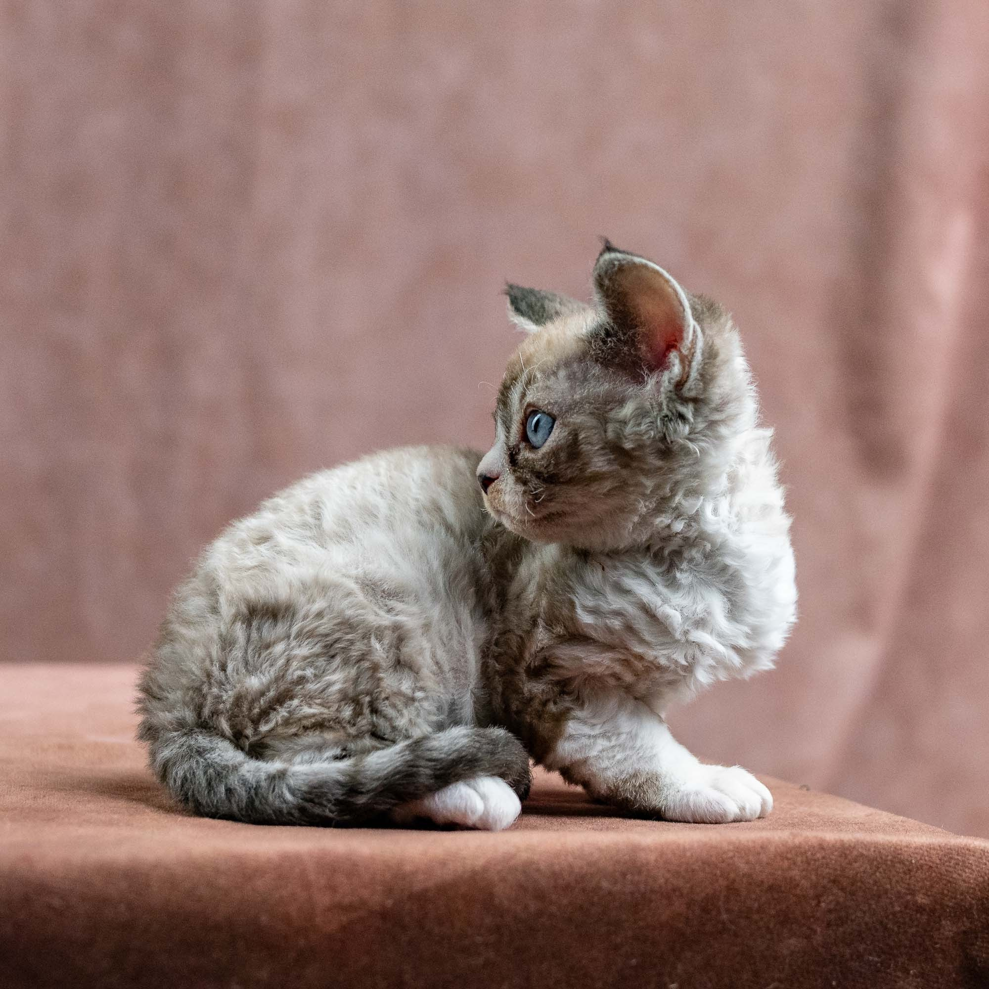 Kai, boy, born 07.02.2025. Devon Rex Pixie Cattery