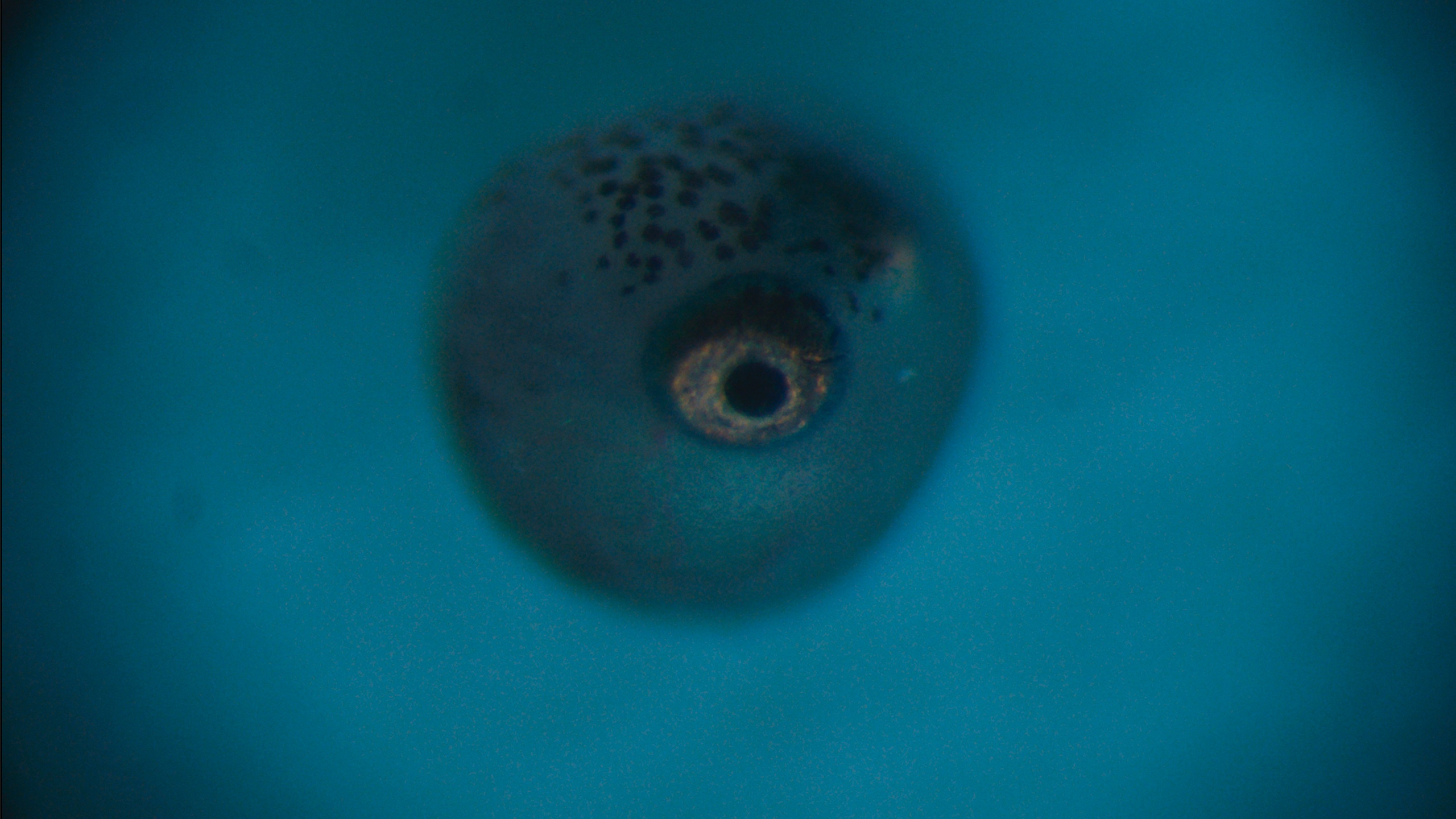 Longevity. Singularity Film