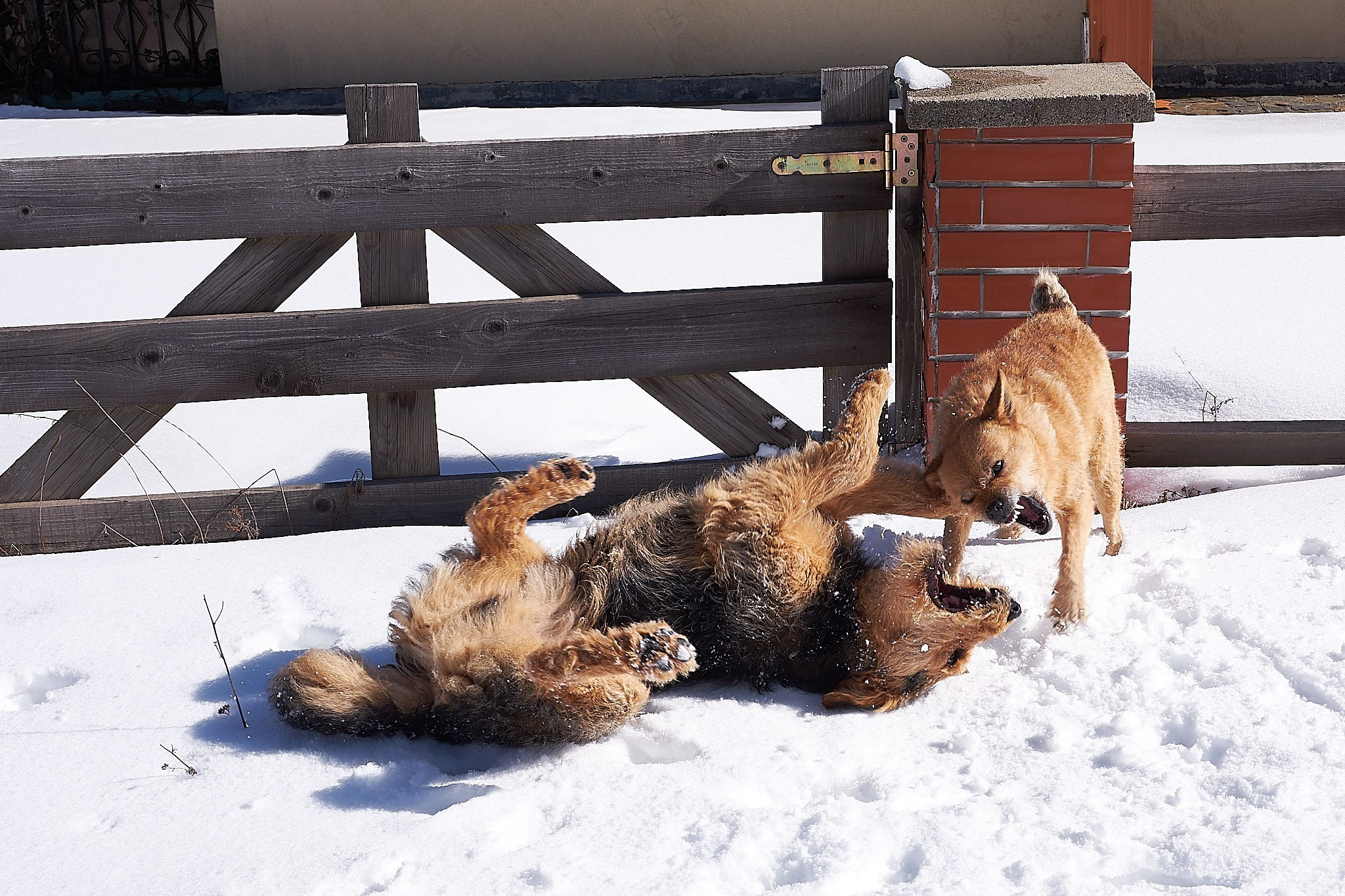 Câini. Pagina principală