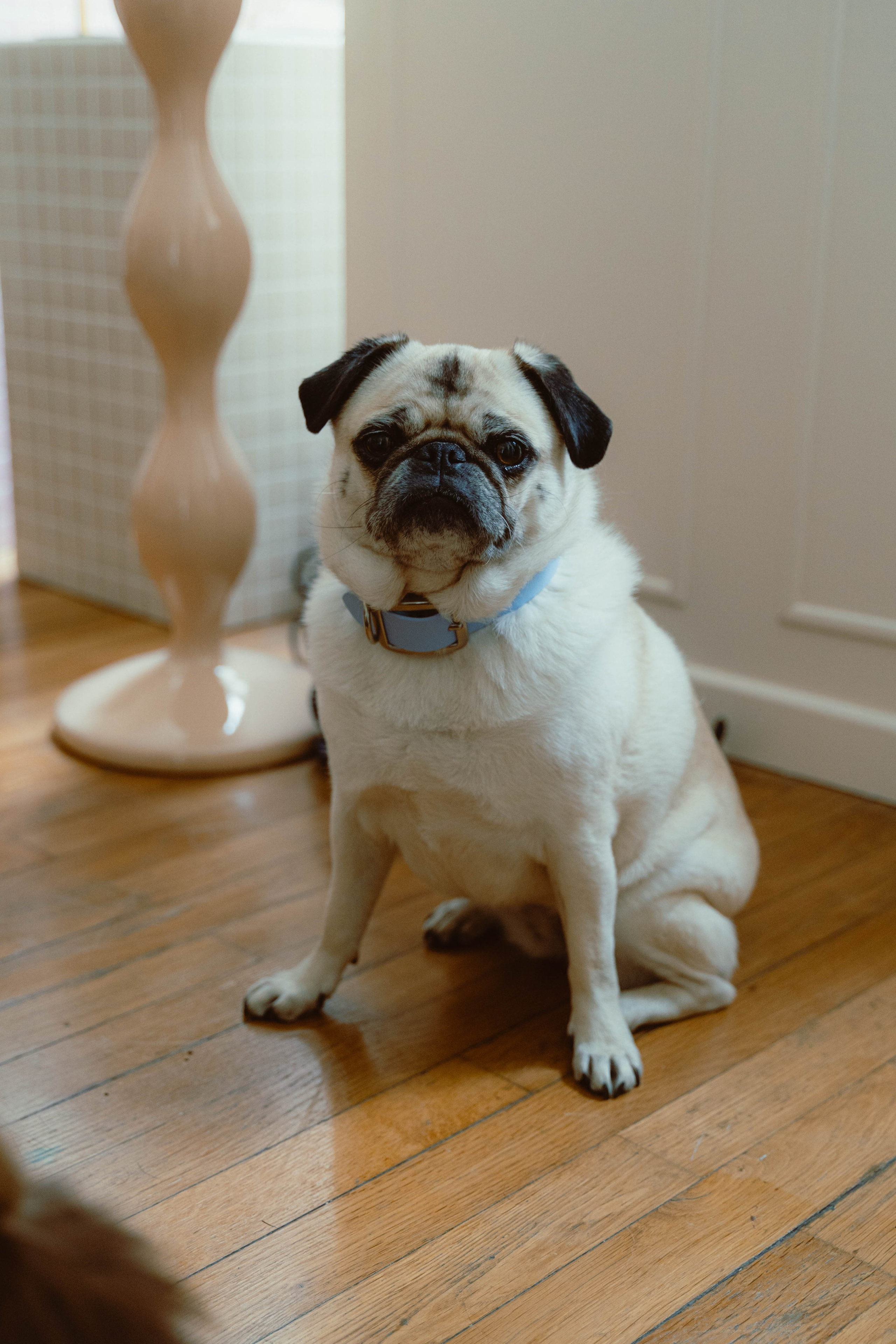 Rosa Lopez. Weeding photographer / event / portrait