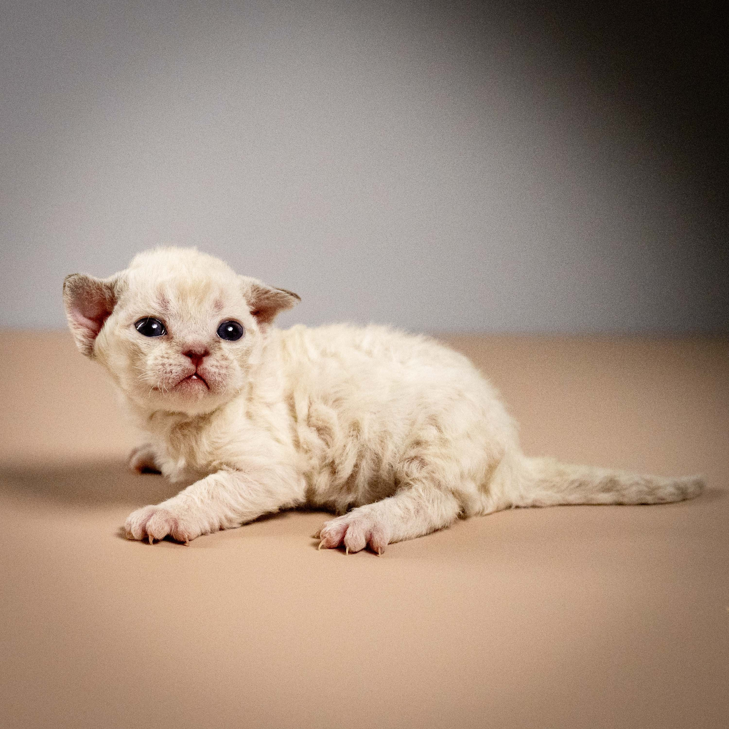 Maya, girl, born 01.15.26. Devon Rex Pixie Cattery