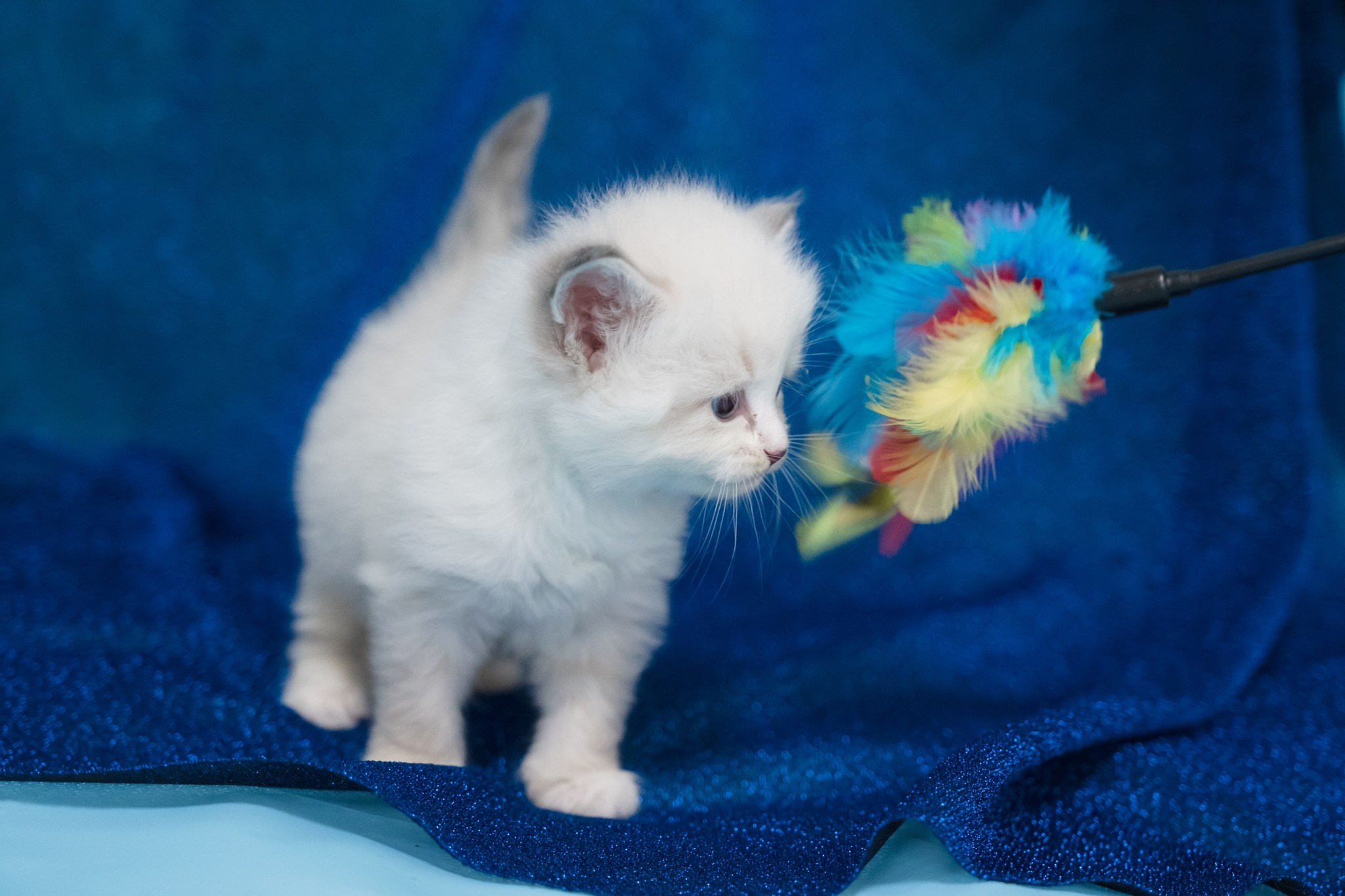 N-Antares. SIBERIALIS: Katzenzucht von Sibirischen und Neva Masquarade Katzen