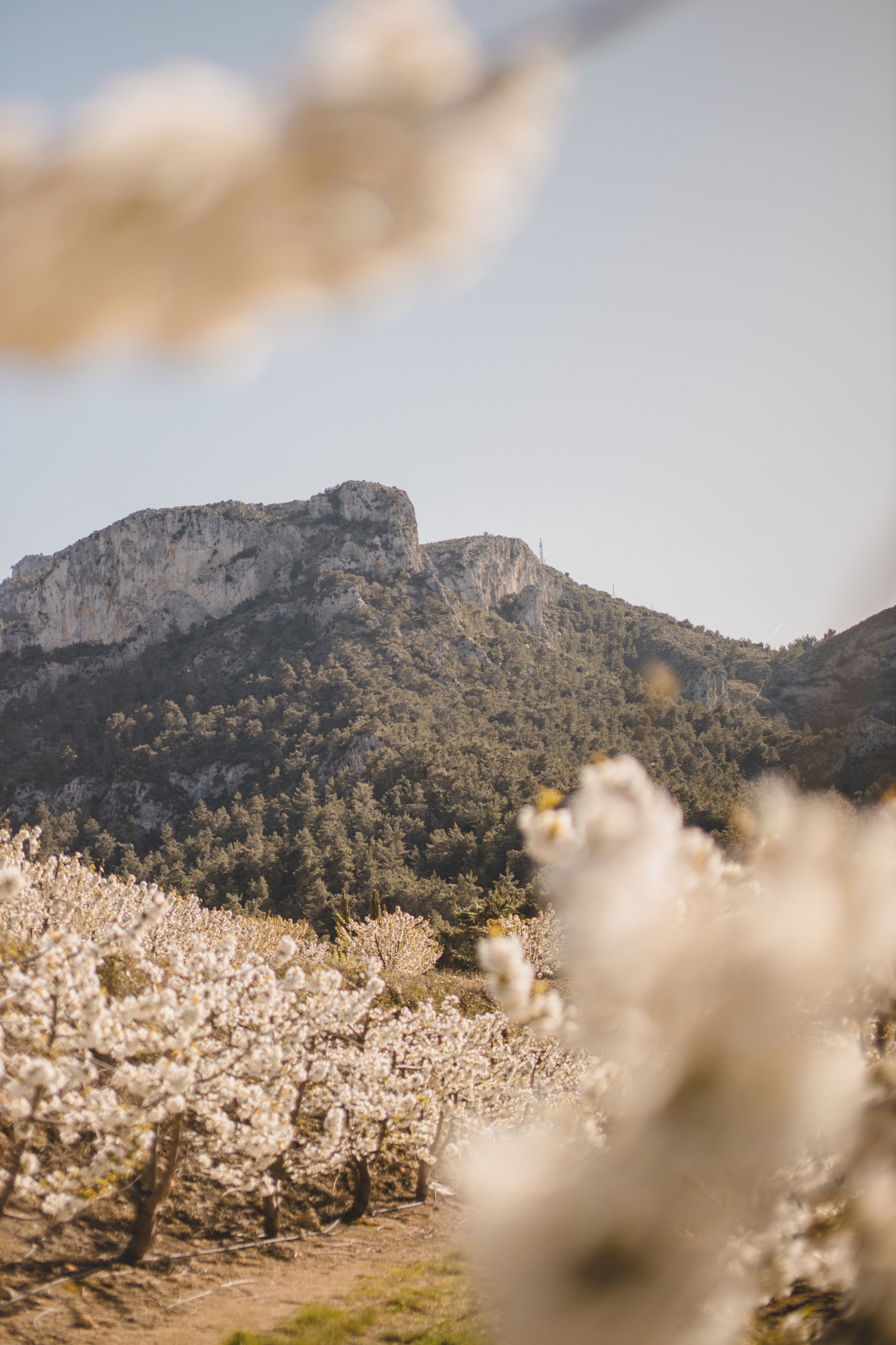 Flowers are blooming. Photographer Videographer Spain Barcelona Tarragona