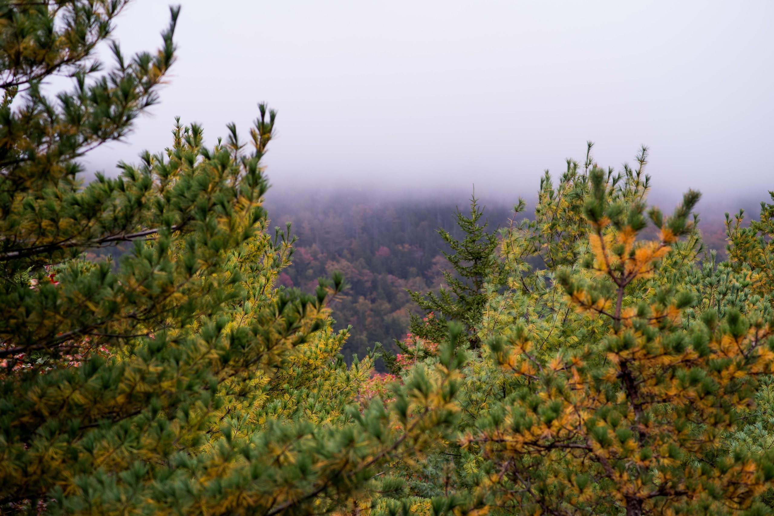 A + M. Wedding photographer in Orlando, Boston & New York Anderson Marques