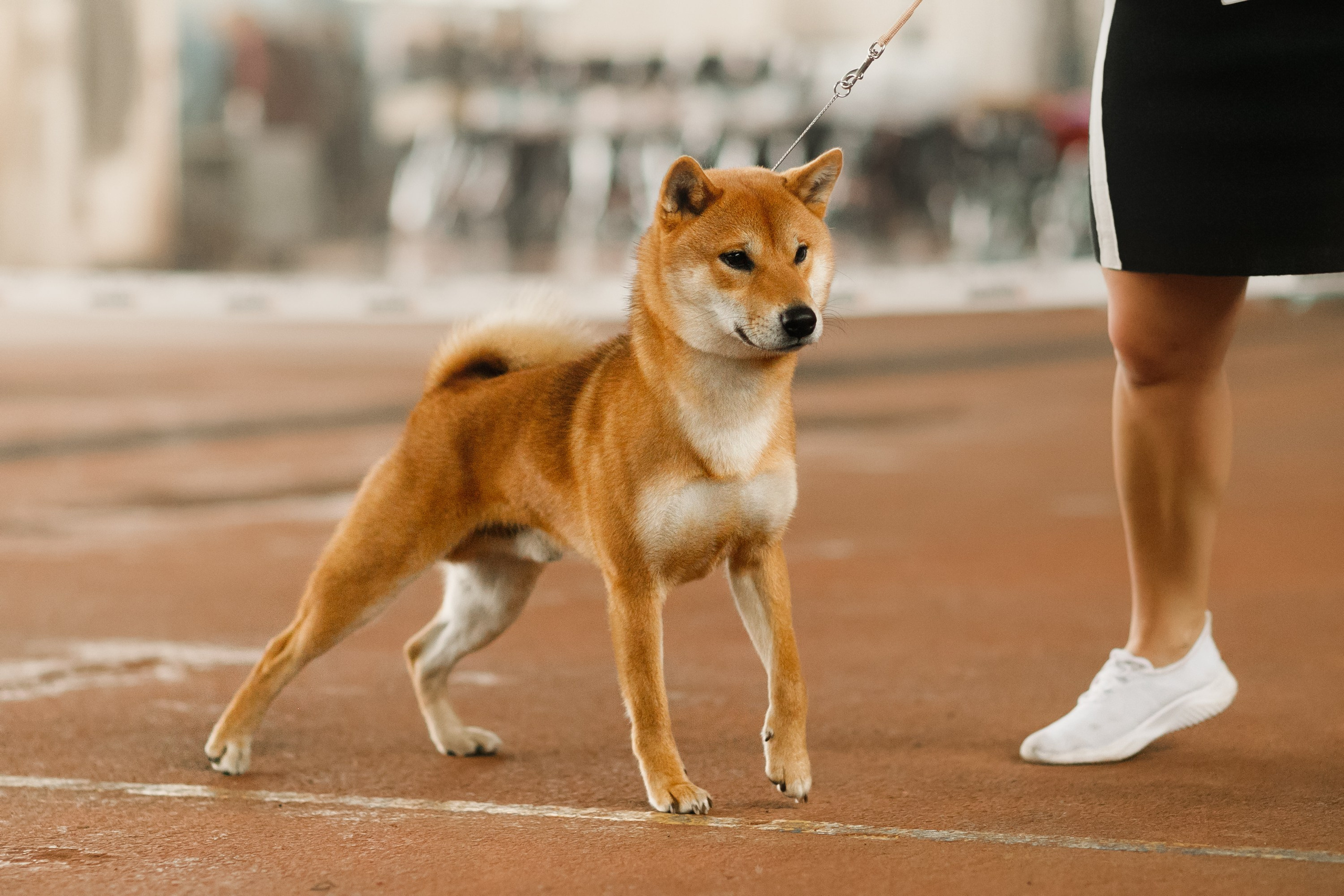 Dog shows | the best ones. Kaja | fotograf psów we Wrocławiu