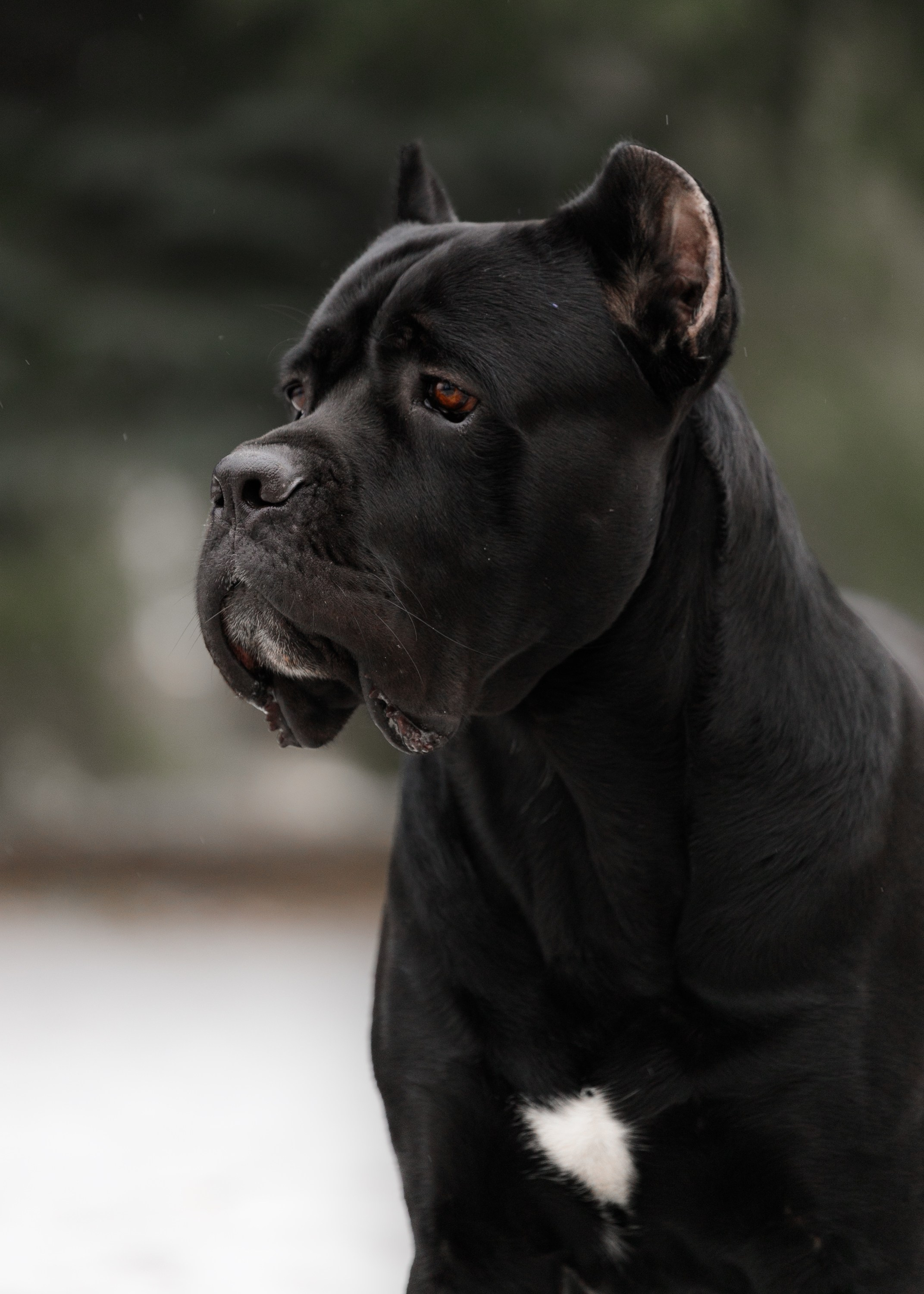 Dog shows | the best ones. Kaja | fotograf psów we Wrocławiu