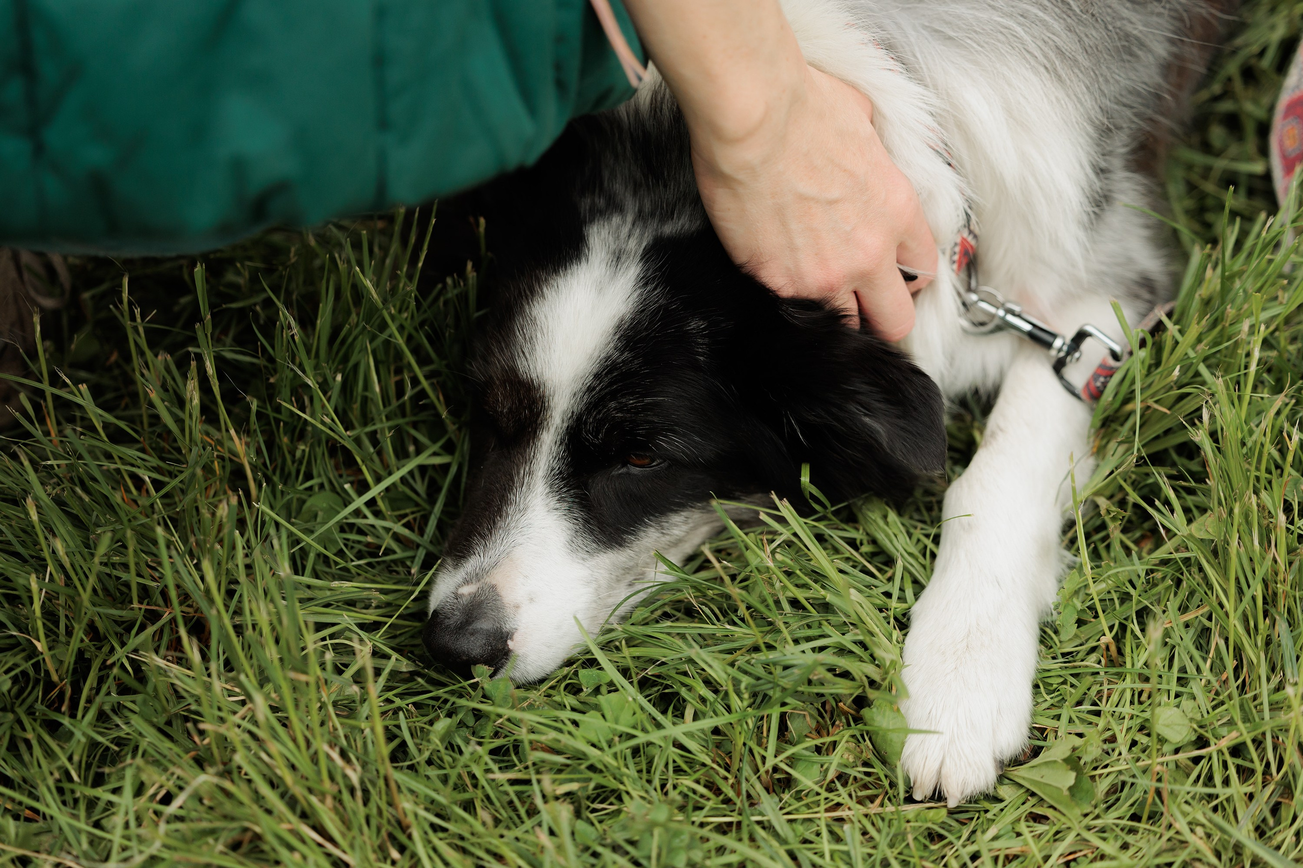 Latające psy, Wrocław'25. Kaja | fotograf psów we Wrocławiu
