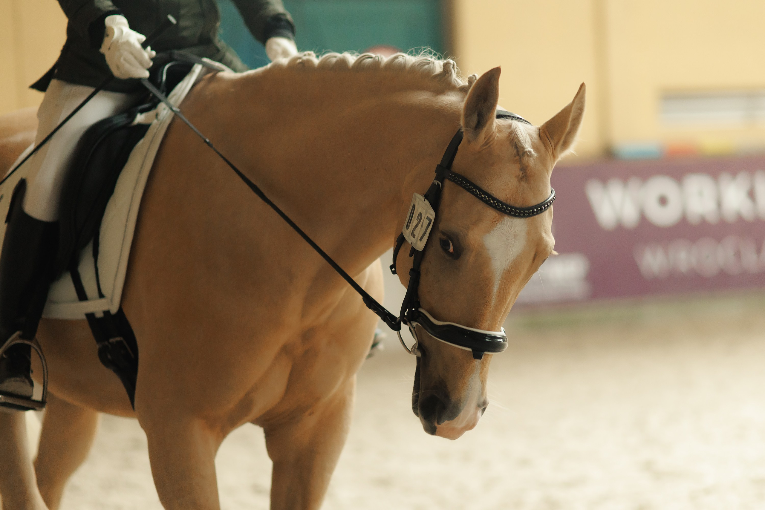 Fotografia koni Wrocław \ ujeżdżenie, Partynice. Kaja | fotograf we Wrocławiu | ludzie i psy