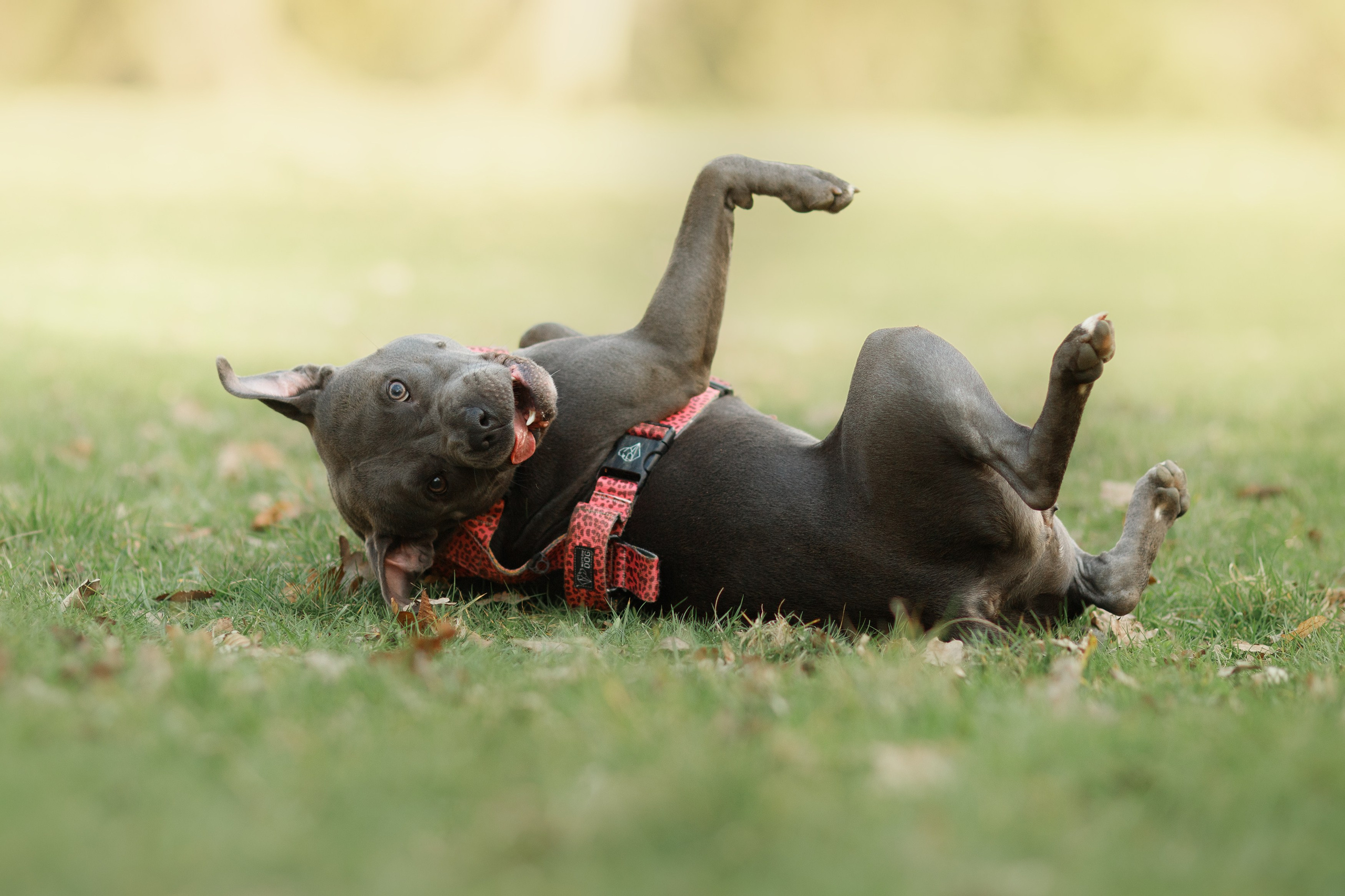 Bombka. Kaja | fotograf we Wrocławiu | ludzie i psy