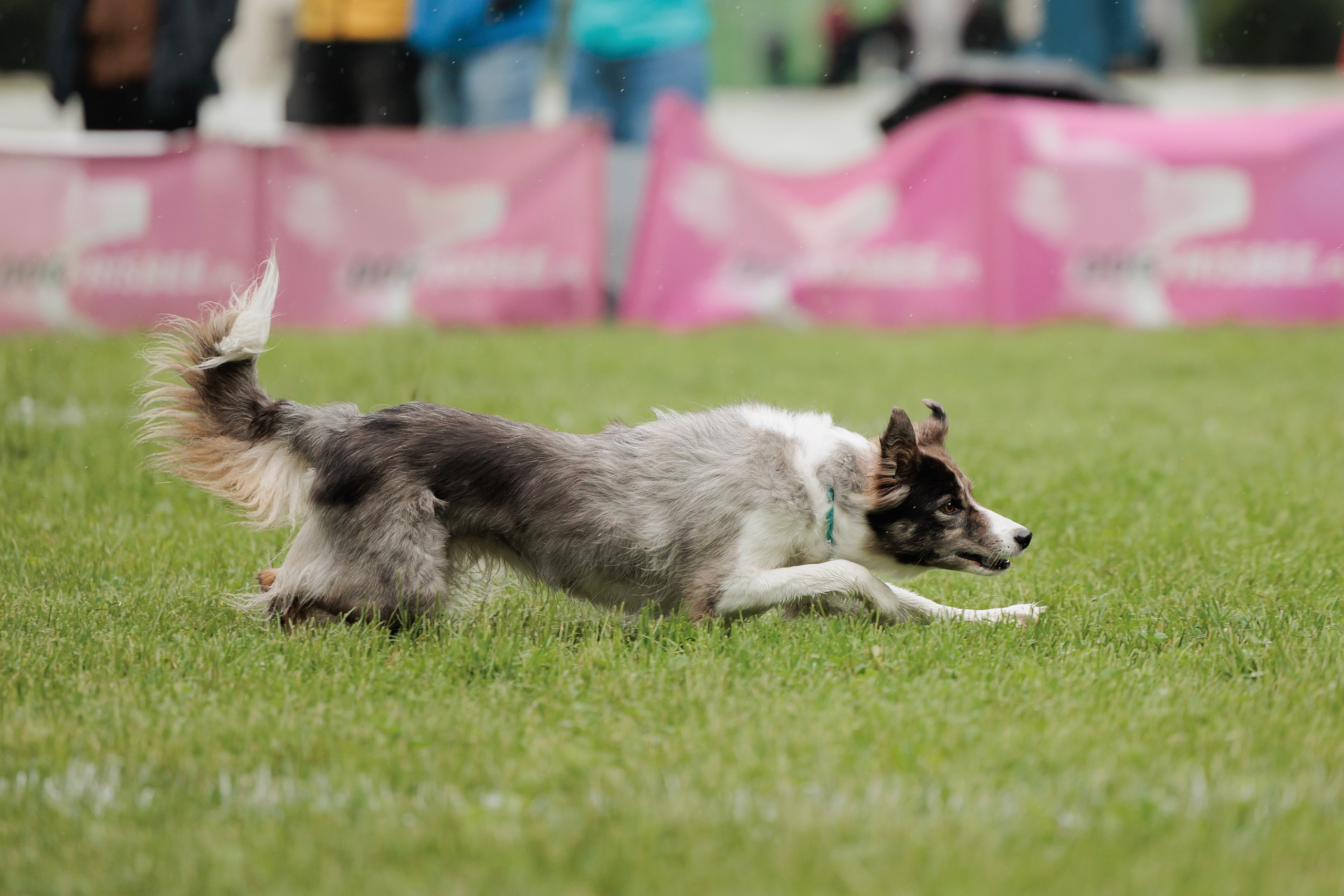 Latające psy, Wrocław'25. Kaja | fotograf psów we Wrocławiu