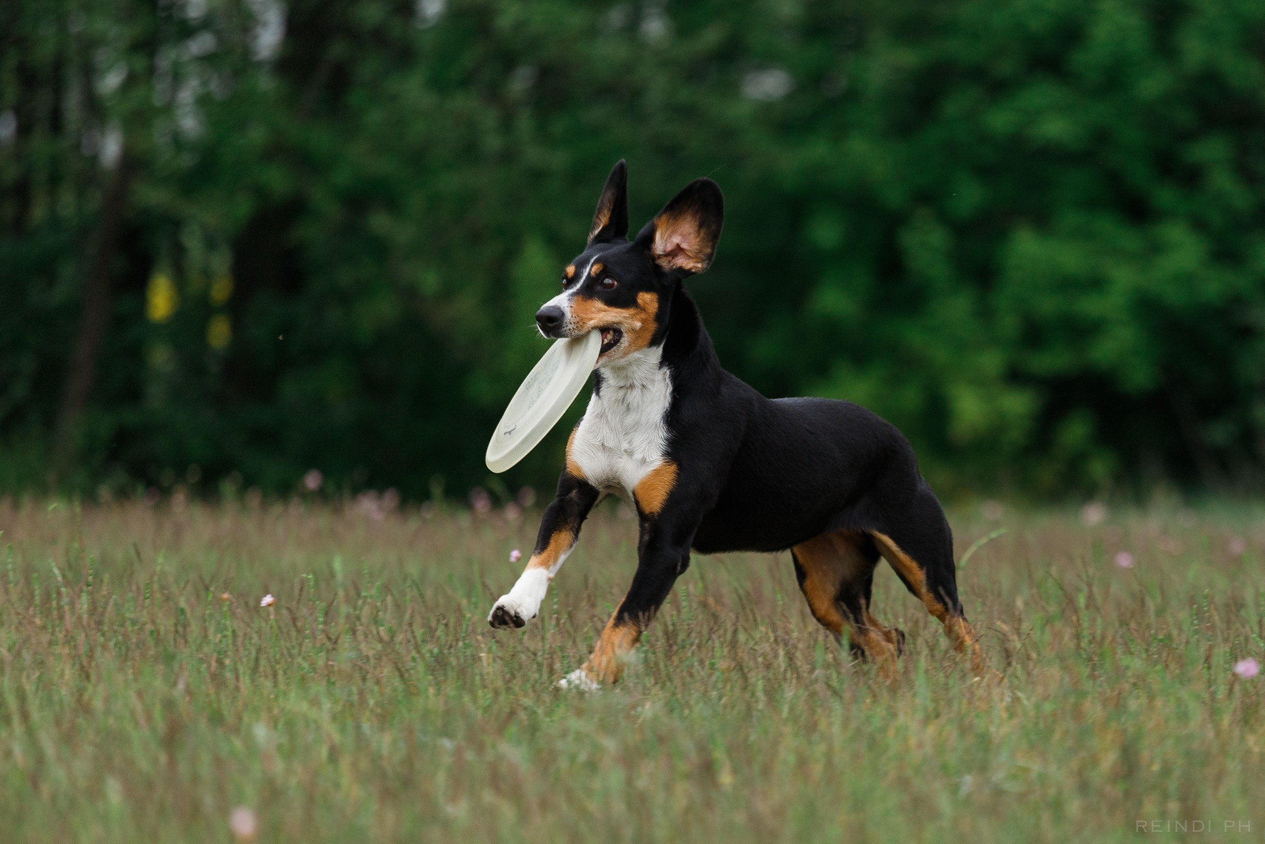 Dog frisbee championship | summer. Kaja | fotograf we Wrocławiu | ludzie i psy