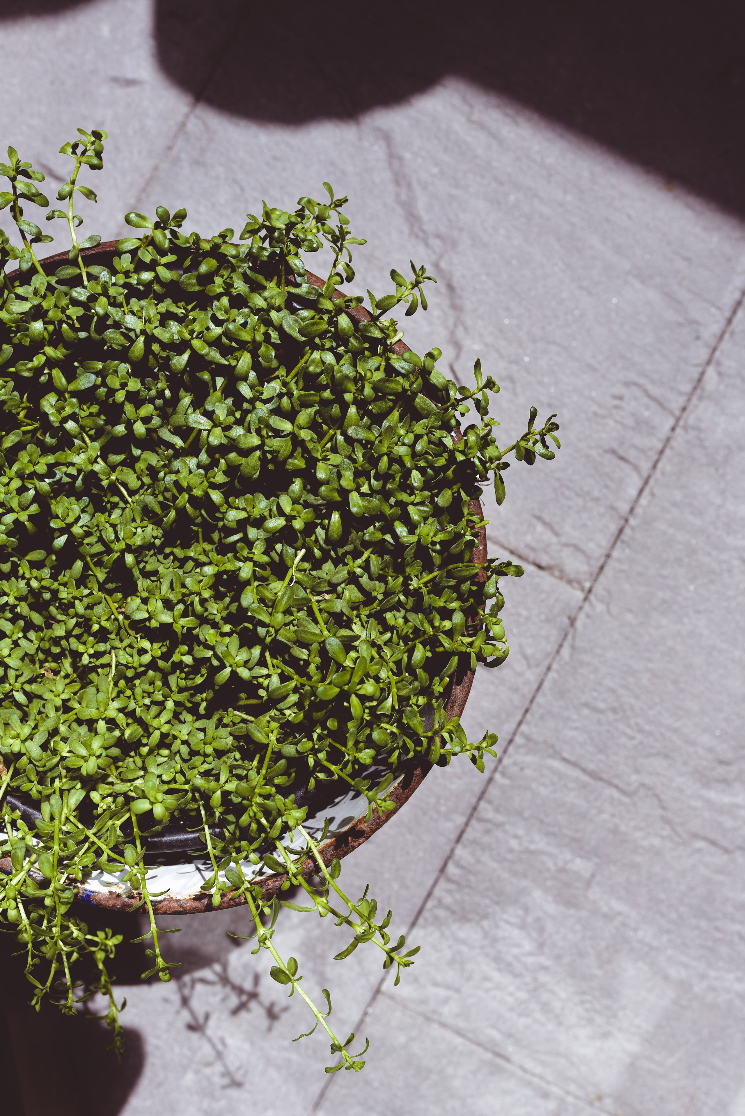 Kräutergarten Wipptal. Familienfotografin aus Sterzing Elena Muehlsteiger