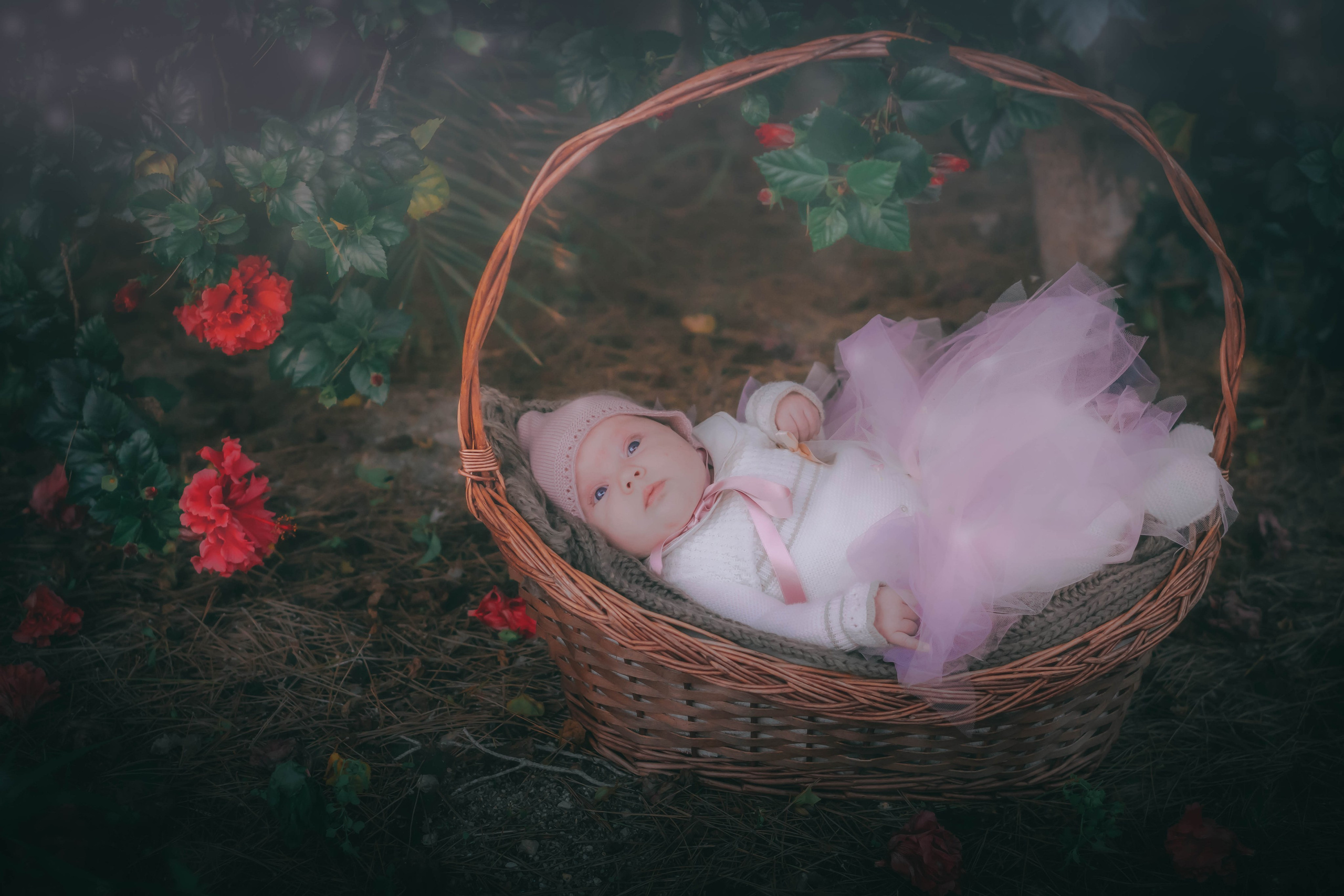 Olivia. Alba del Norte Studio