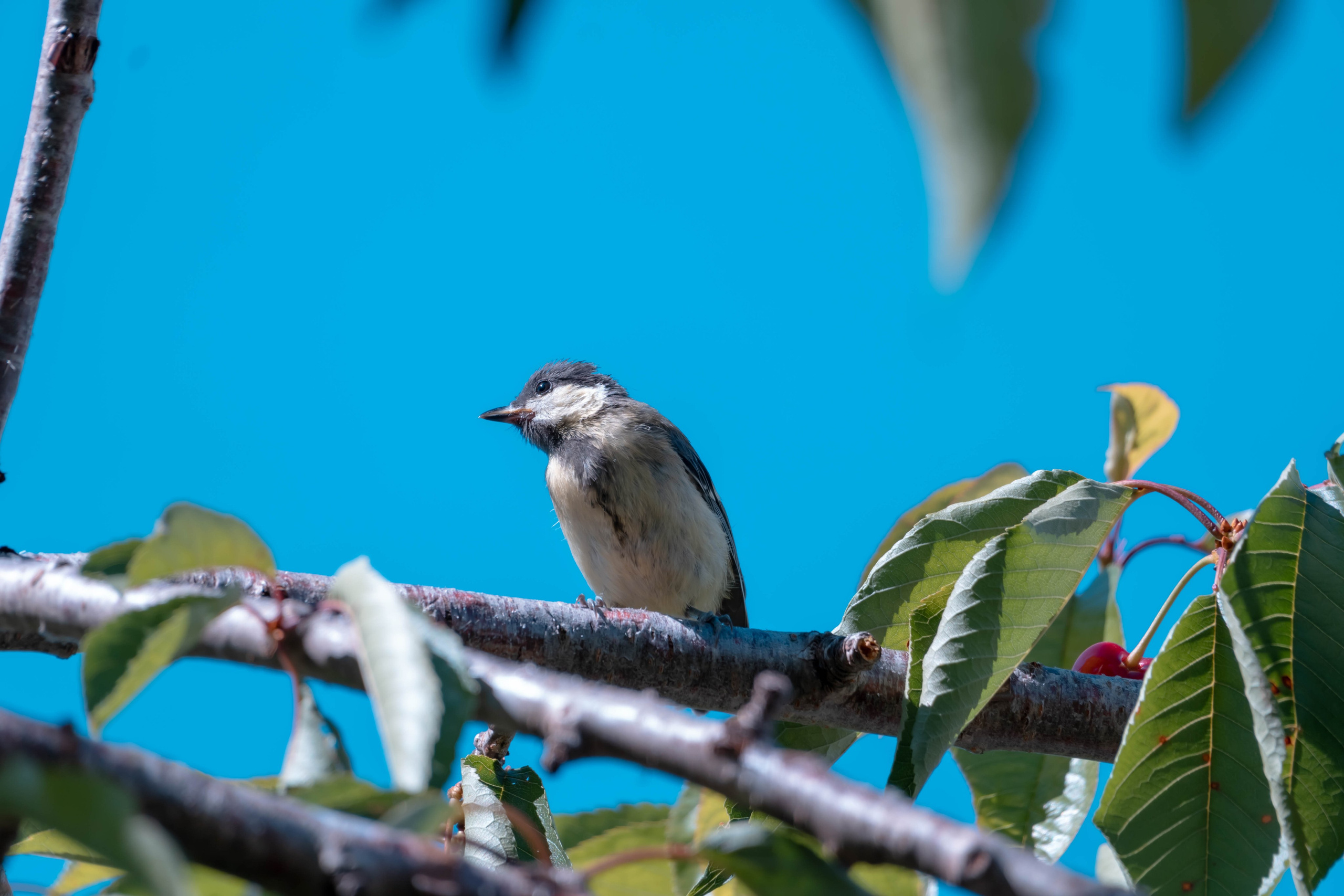 Bocetos. Alba del Norte Studio