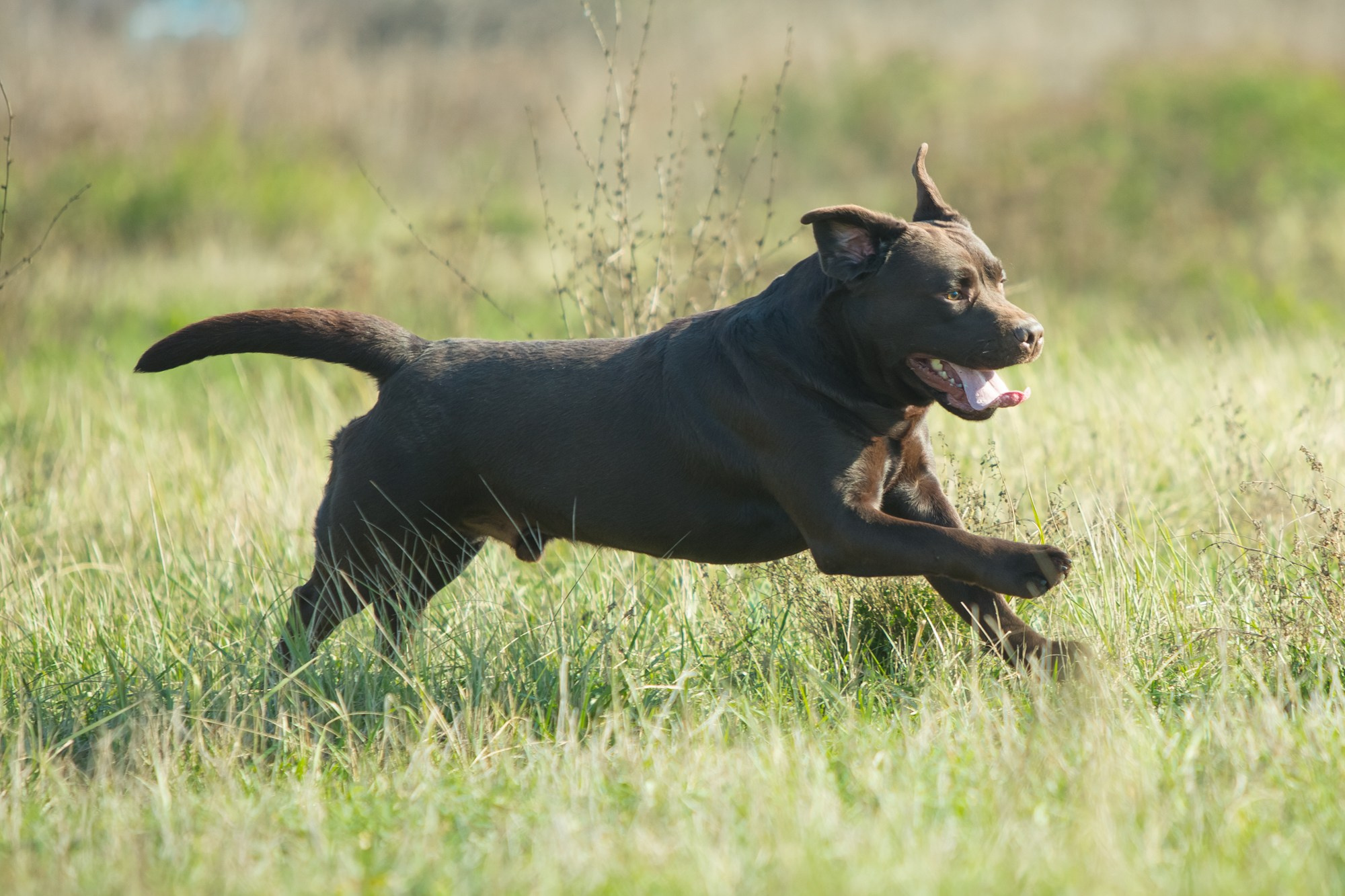 Newton. Цуценята лабрадор ретривера, Дніпро, Україна
