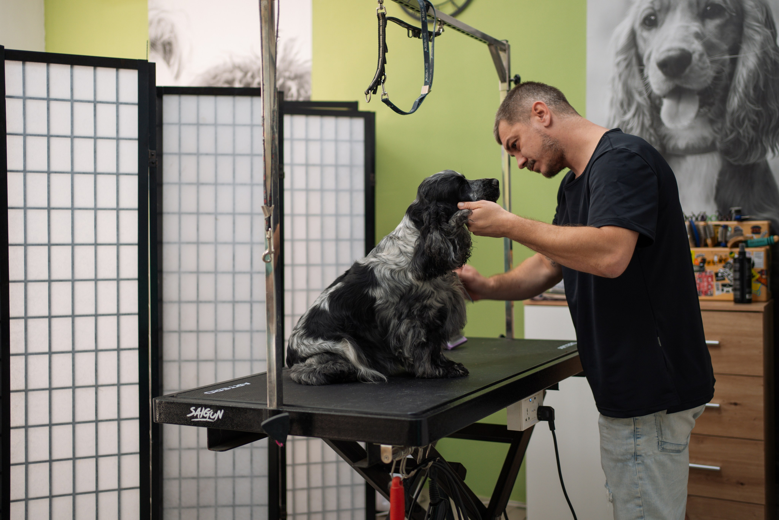 PetGroom Timisoara. Cozac Cristian Photographer